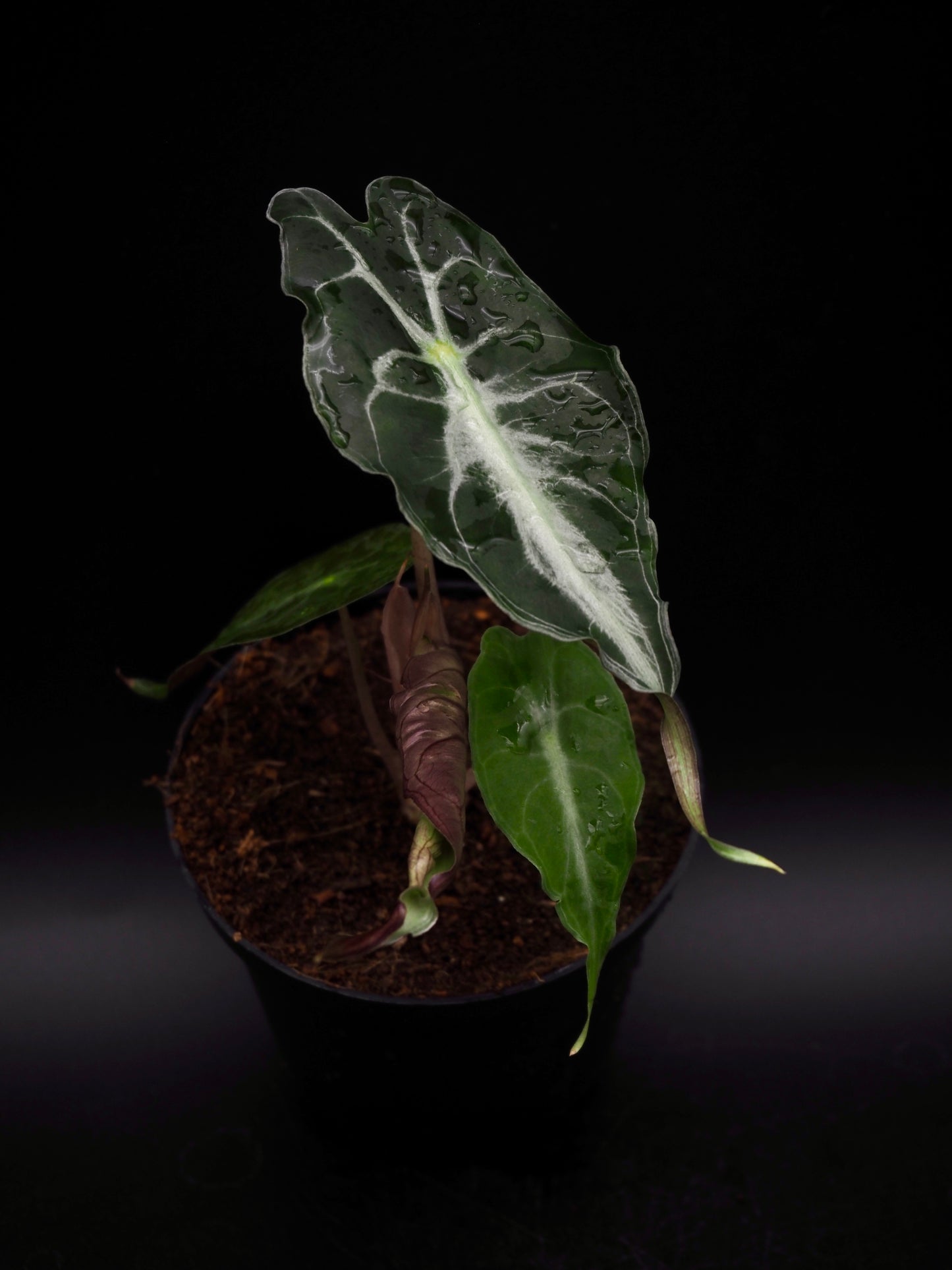 Alocasia Venom