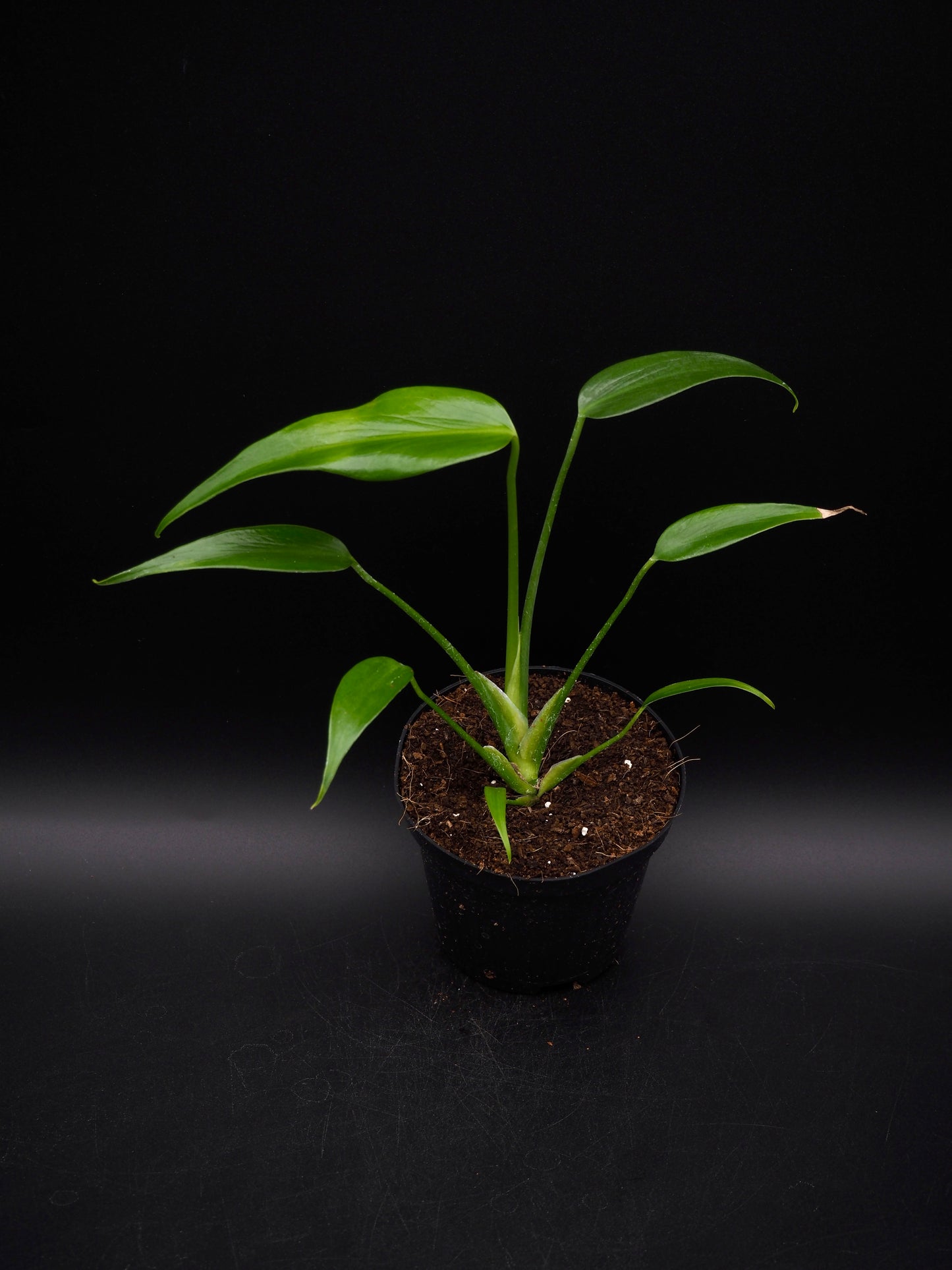 Monstera Burle Marx Flame