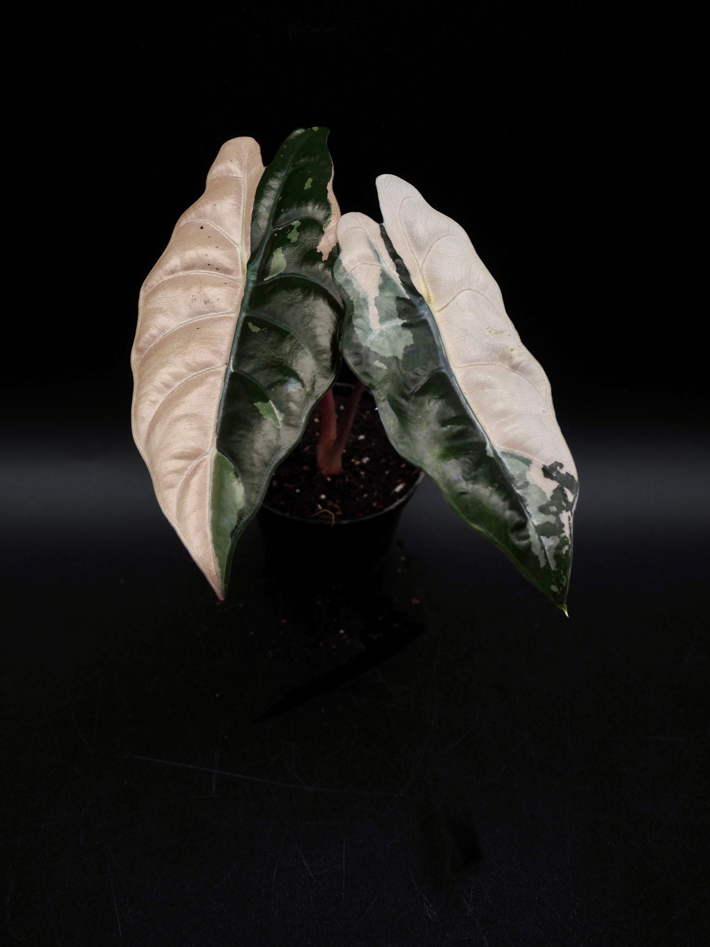 Alocasia Chantrieri Pink Variegata