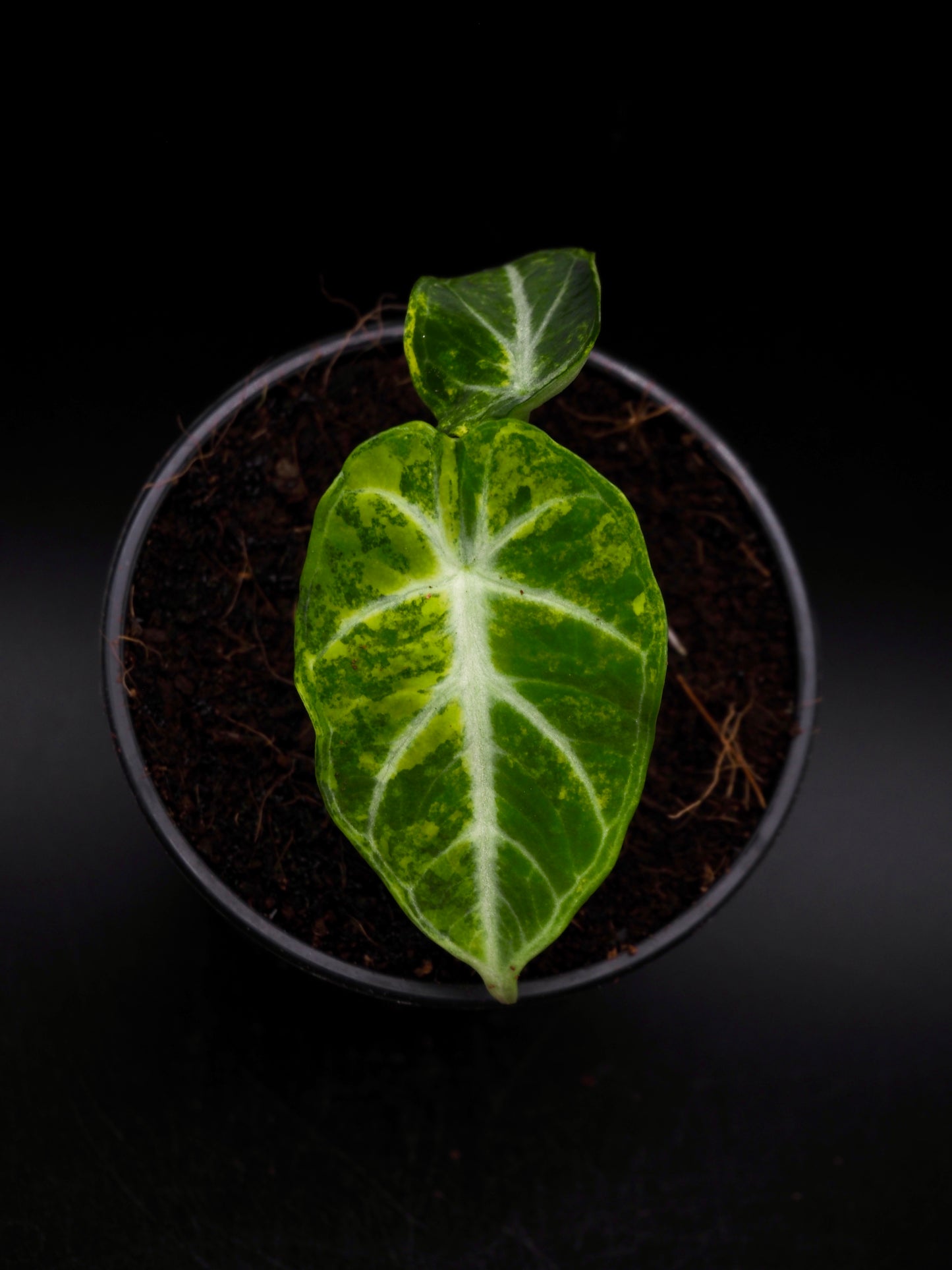 Alocasia Ninja Aurea