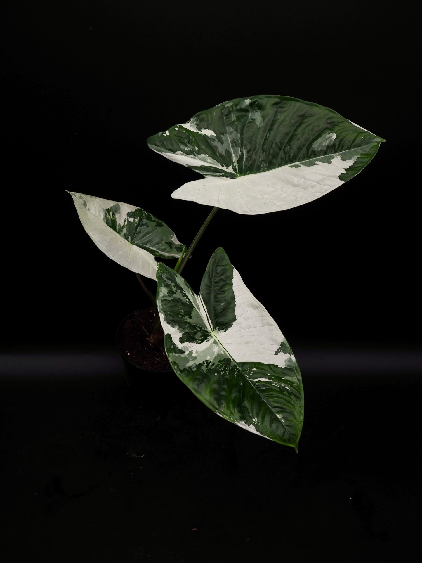 Alocasia Fornicata Albo