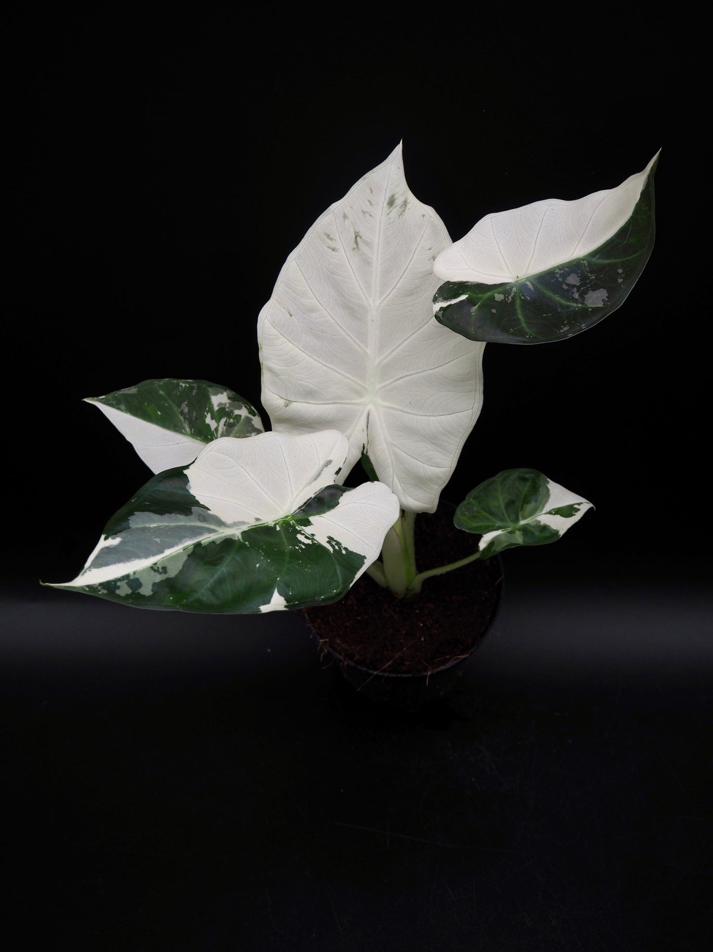 Alocasia Regal Shield Albo