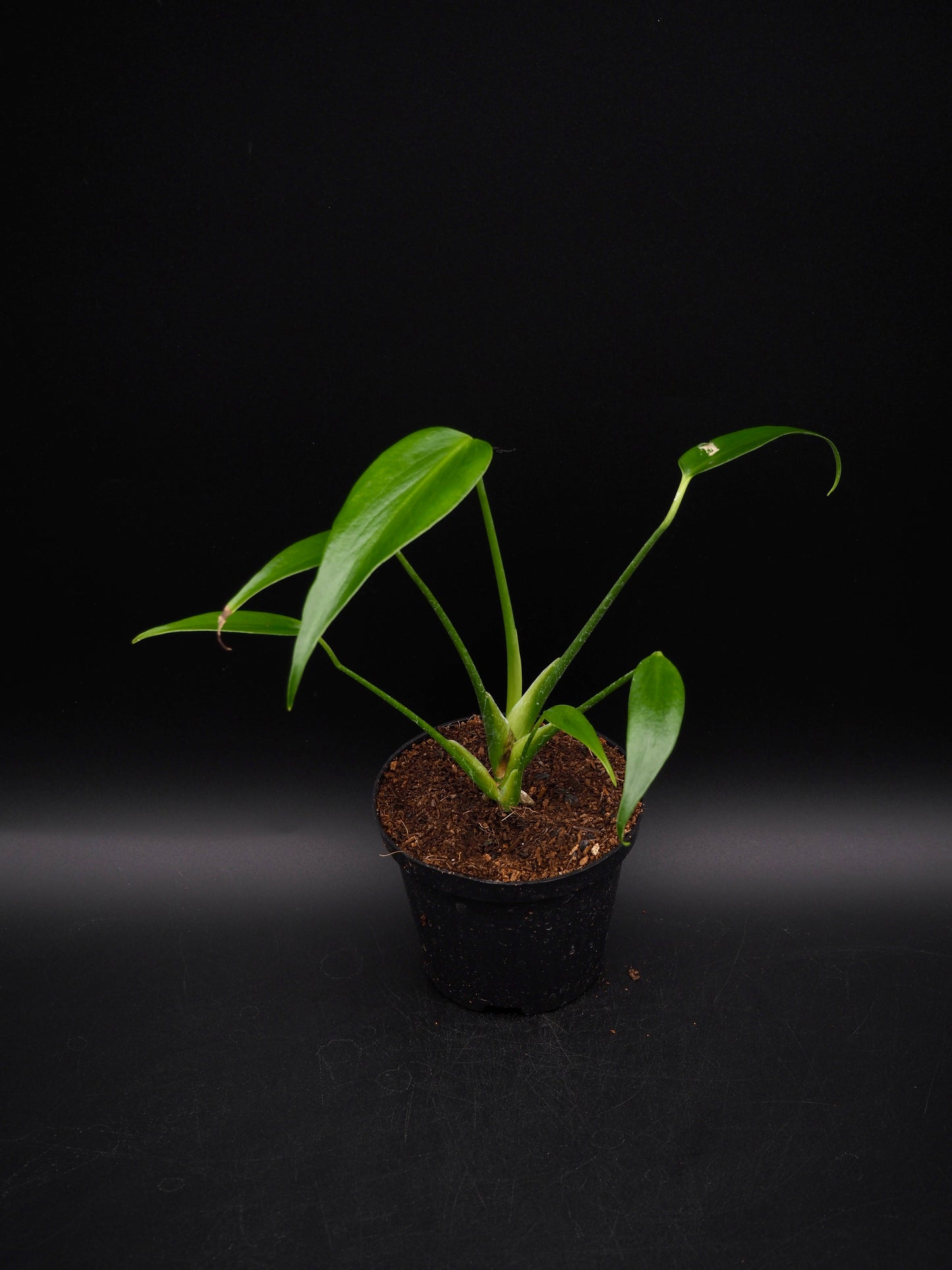 Monstera Burle Marx Flame