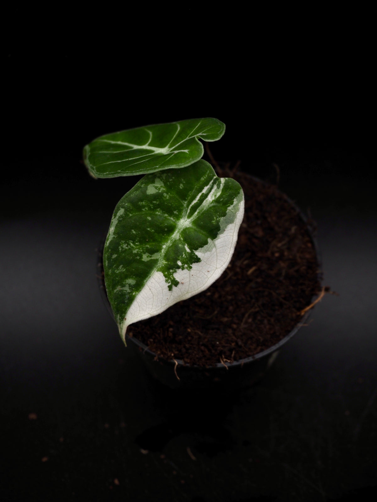 Alocasia Watsoniana Doff Albo/Pink