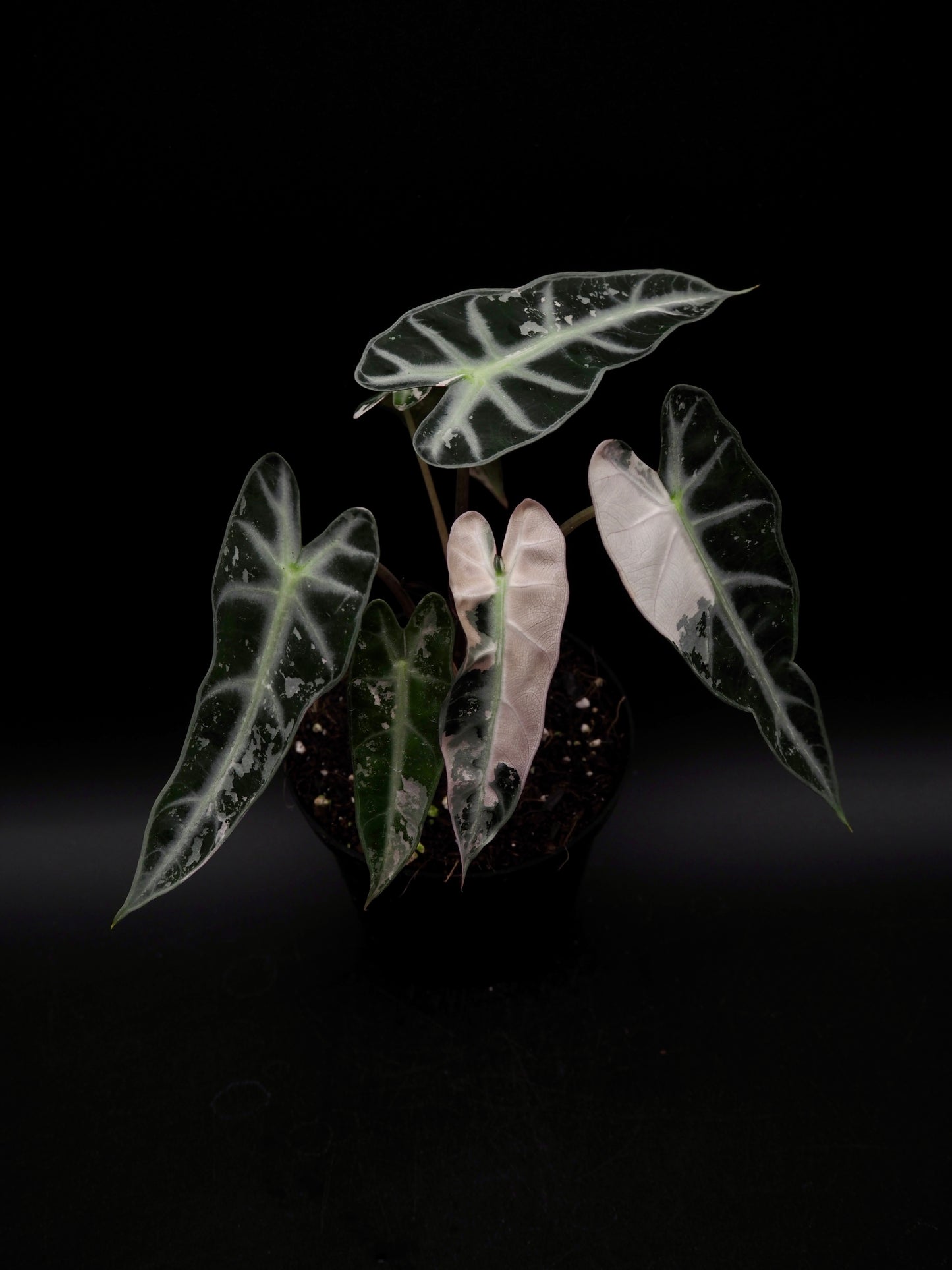 Alocasia Bambino Pink Variegata