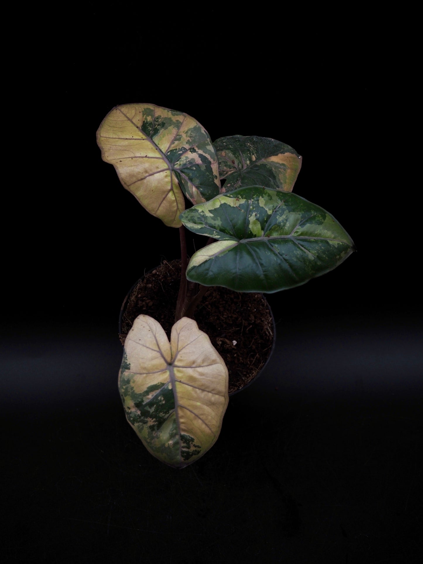 Alocasia Yucatan Princess Pink