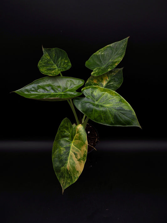 Alocasia Wentii Coucher de Soleil Aurea