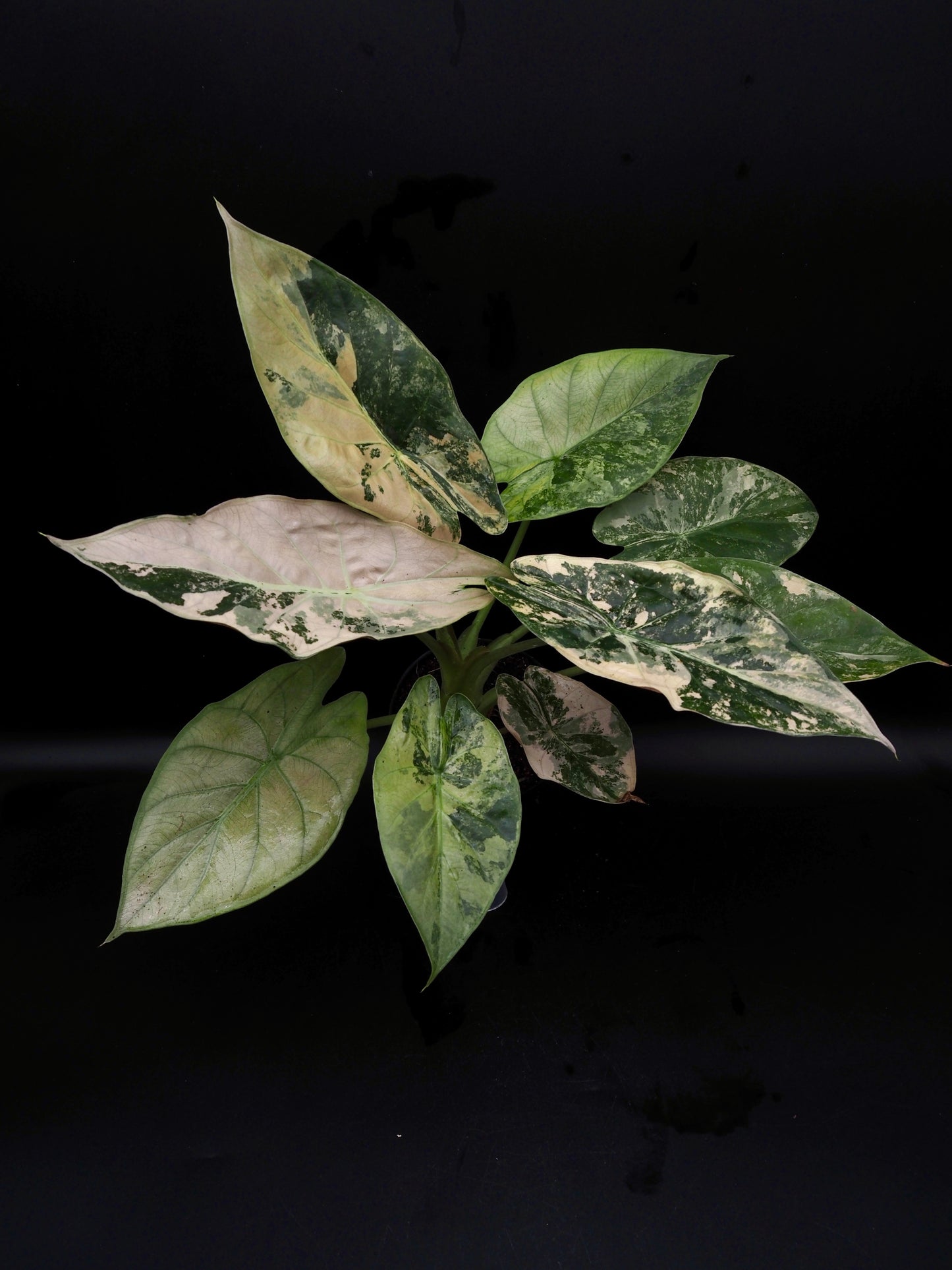 Alocasia Wentii Albo/Pink