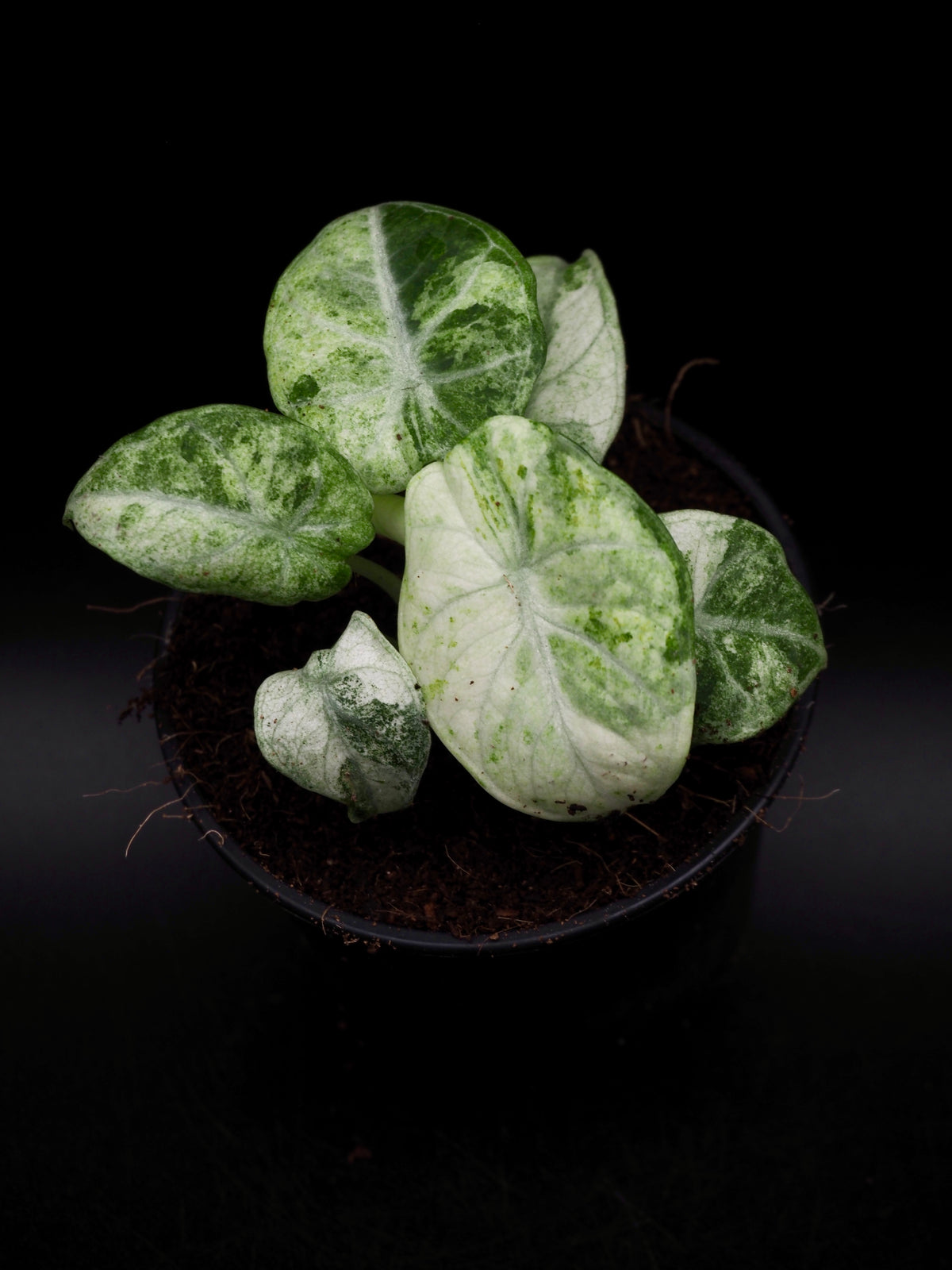 Alocasia Ninja Tricolor
