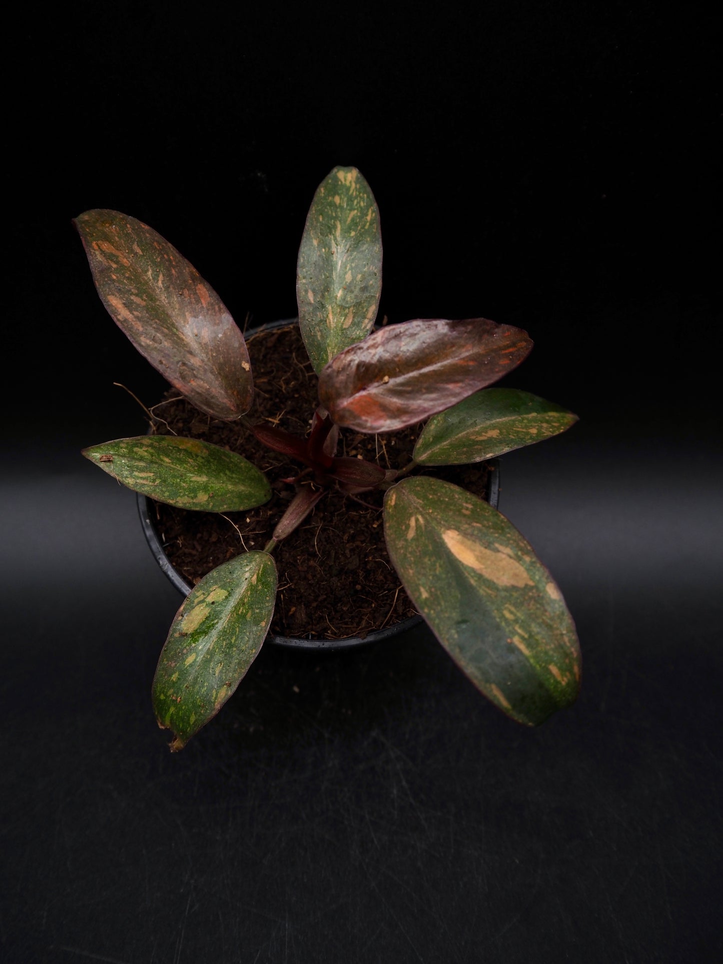 Philodendron Orange Princess Galaxy