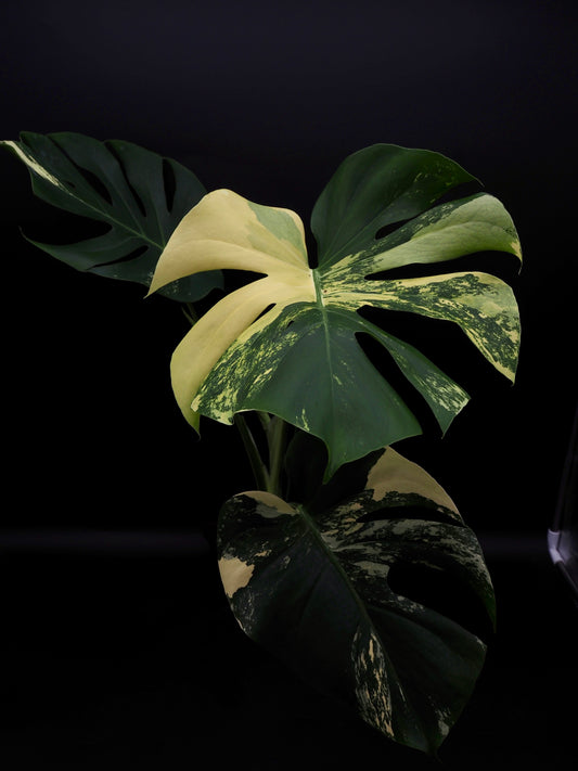 Monstera Deliciosa Lemon Pom Pom