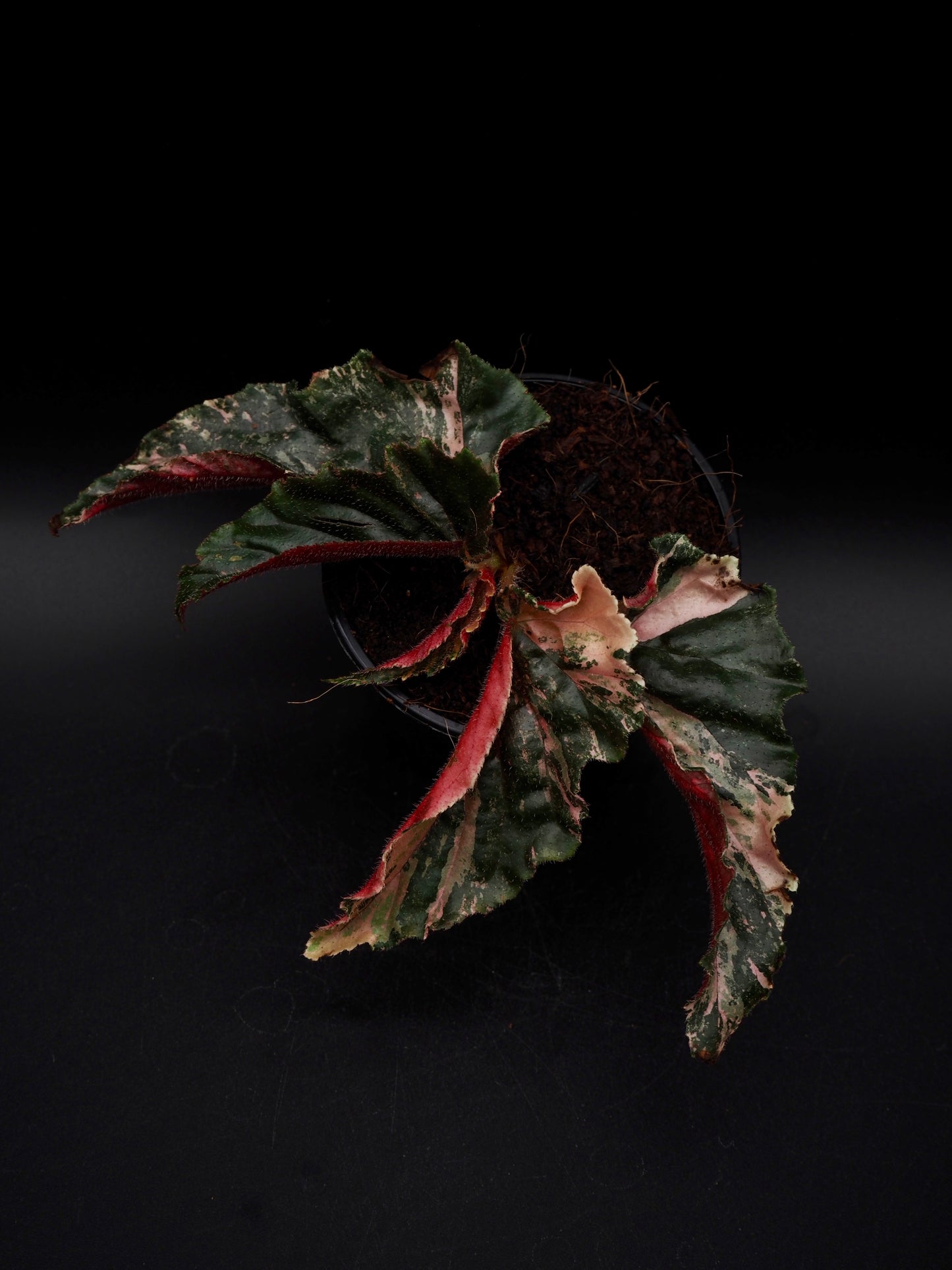 Begonia Ginny Galaxy