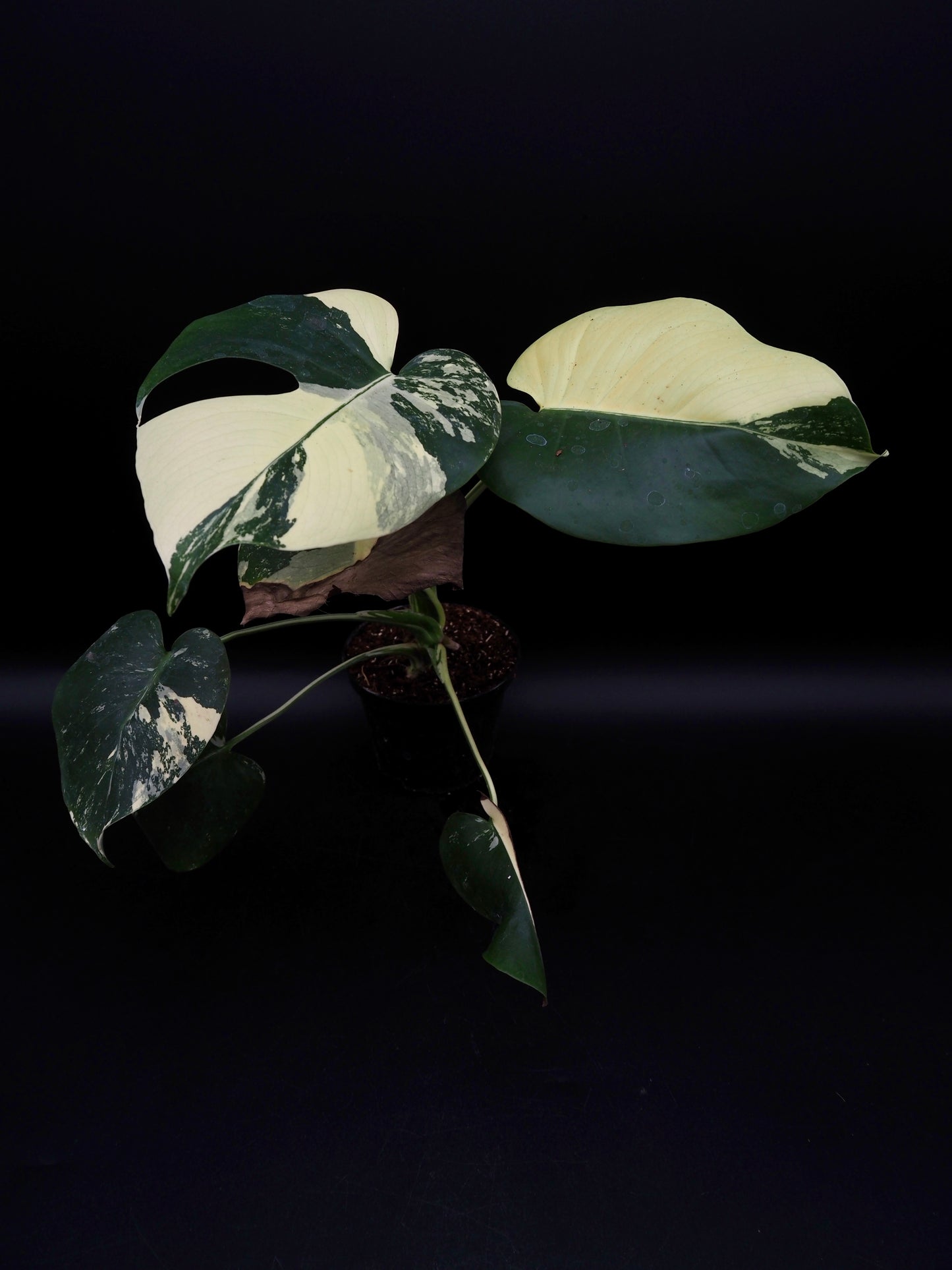 Monstera Deliciosa Lemon Pom Pom