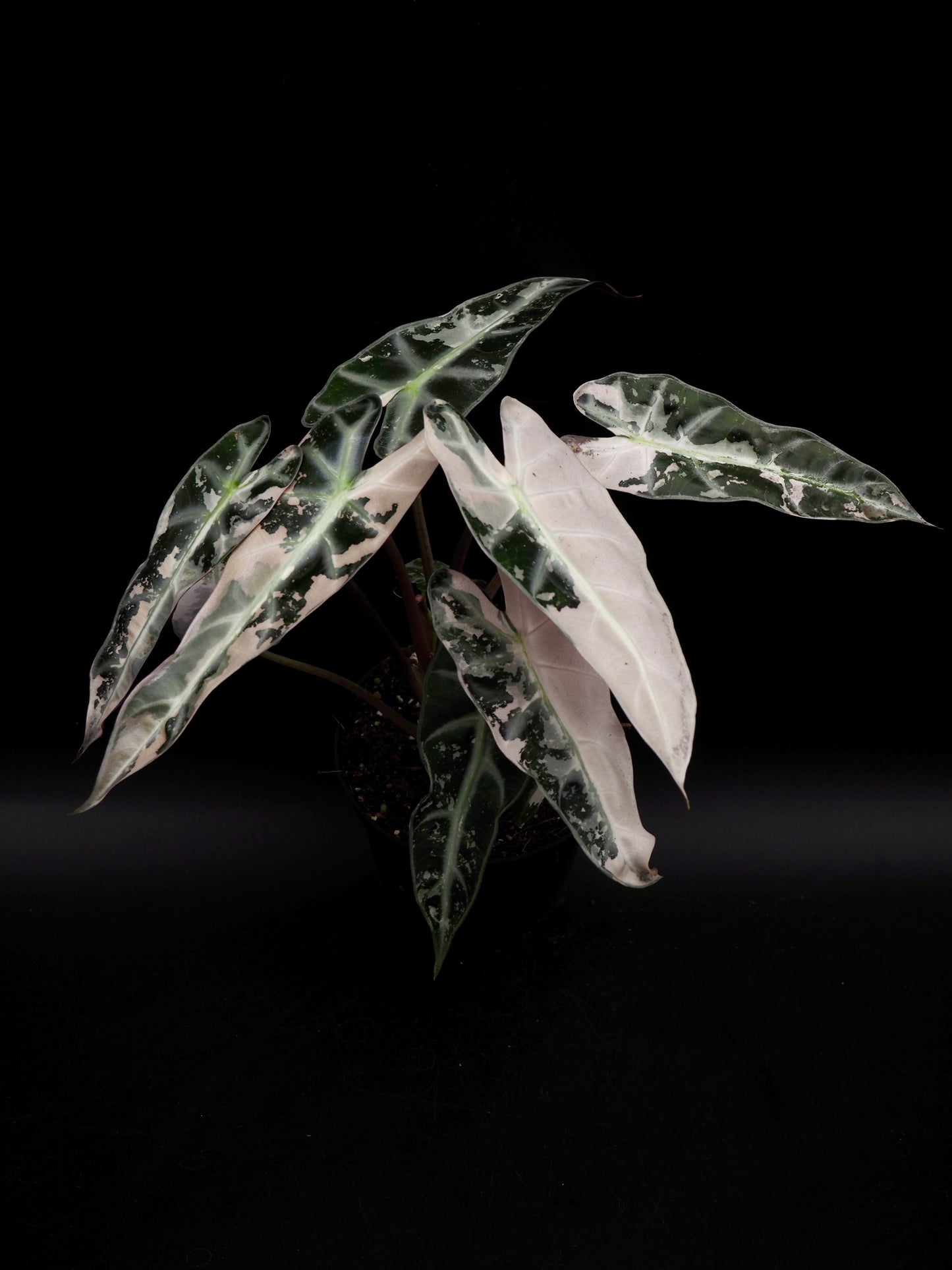Alocasia Bambino Pink Variegata