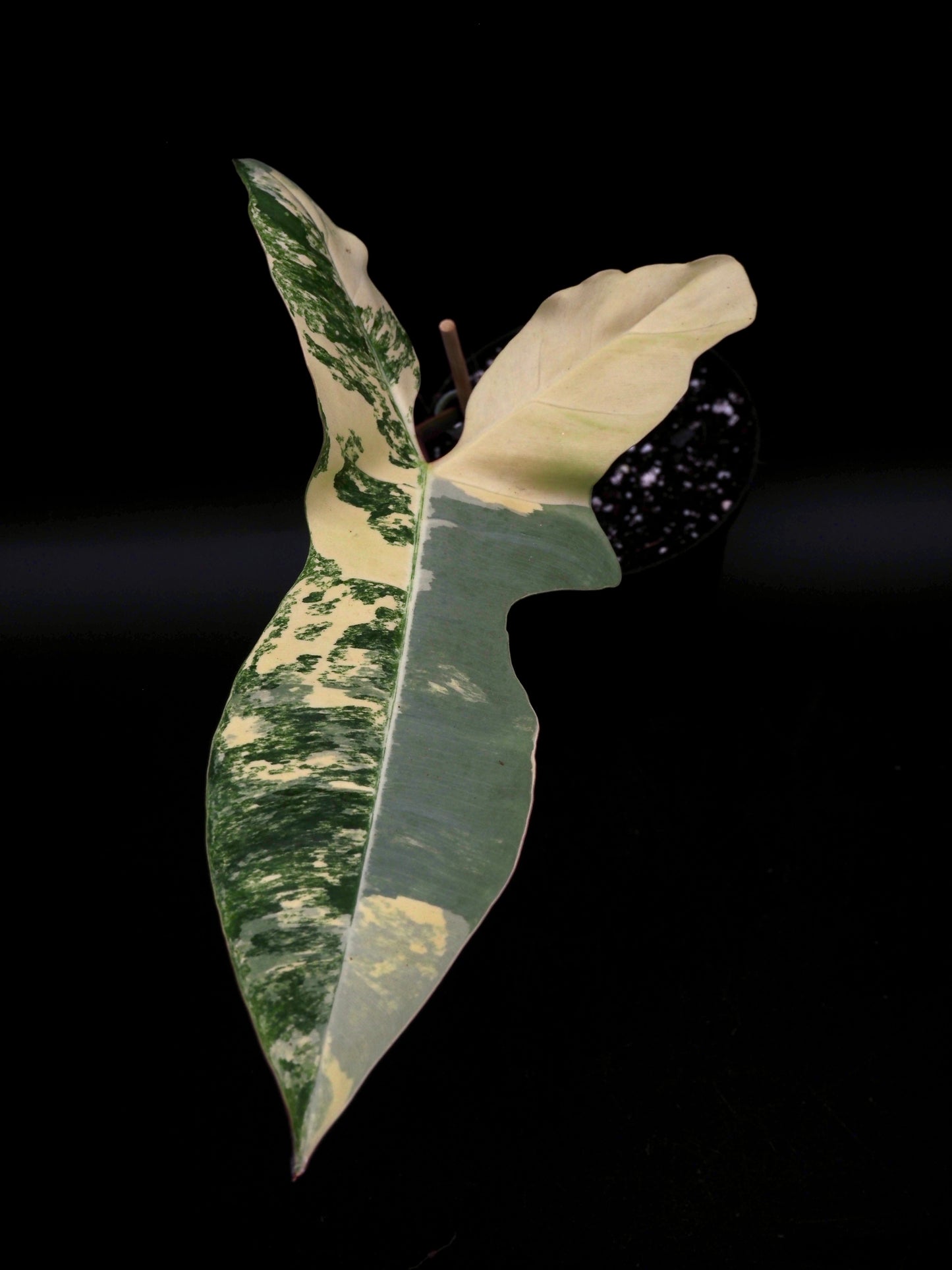 Philodendron Florida Beauty x Billitiea (Jennifer)