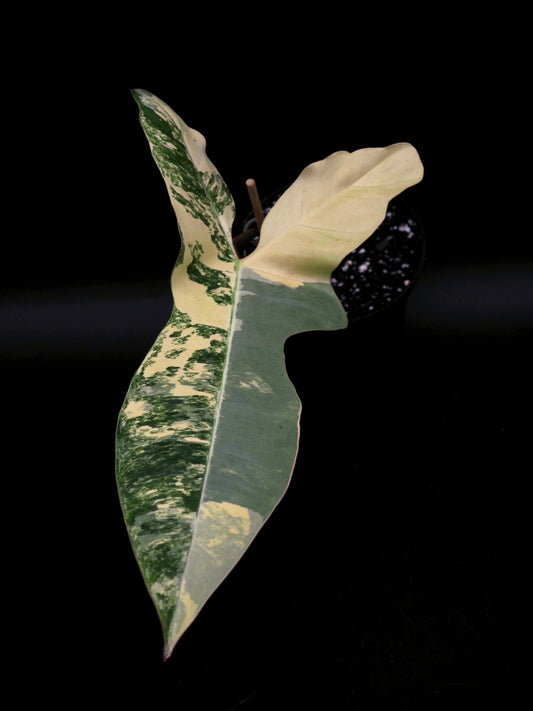 Philodendron Florida Beauty x Billitiea (Jennifer)