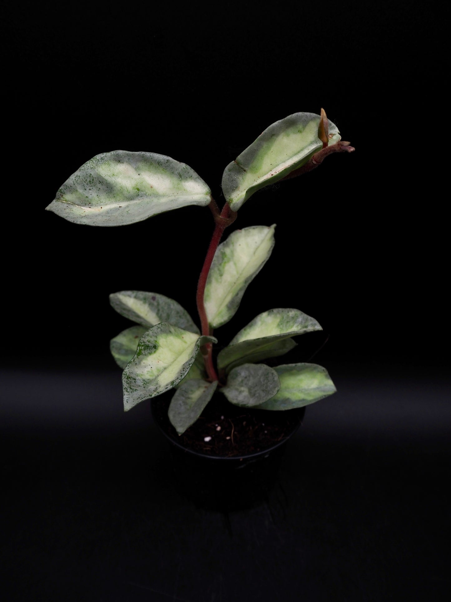 Hoya Argentea Princess