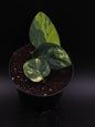 Scindapsus Jade Satiné Variegata