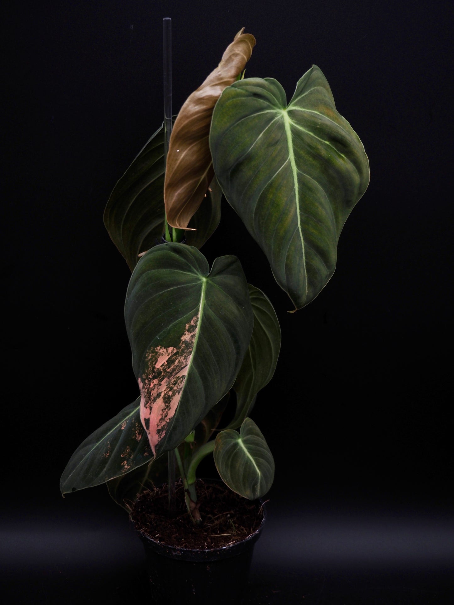 Philodendron Melanochrysum Bonfire