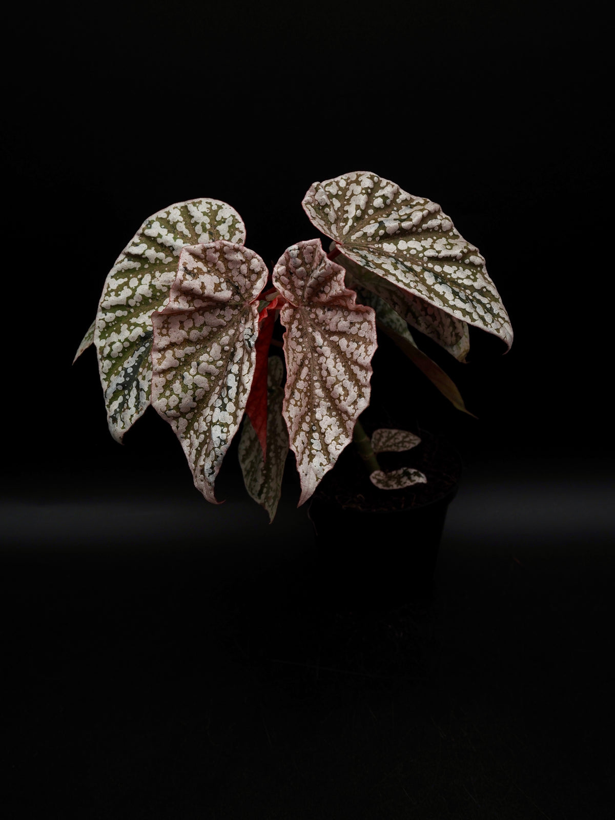 Begonia Snow capped variegata