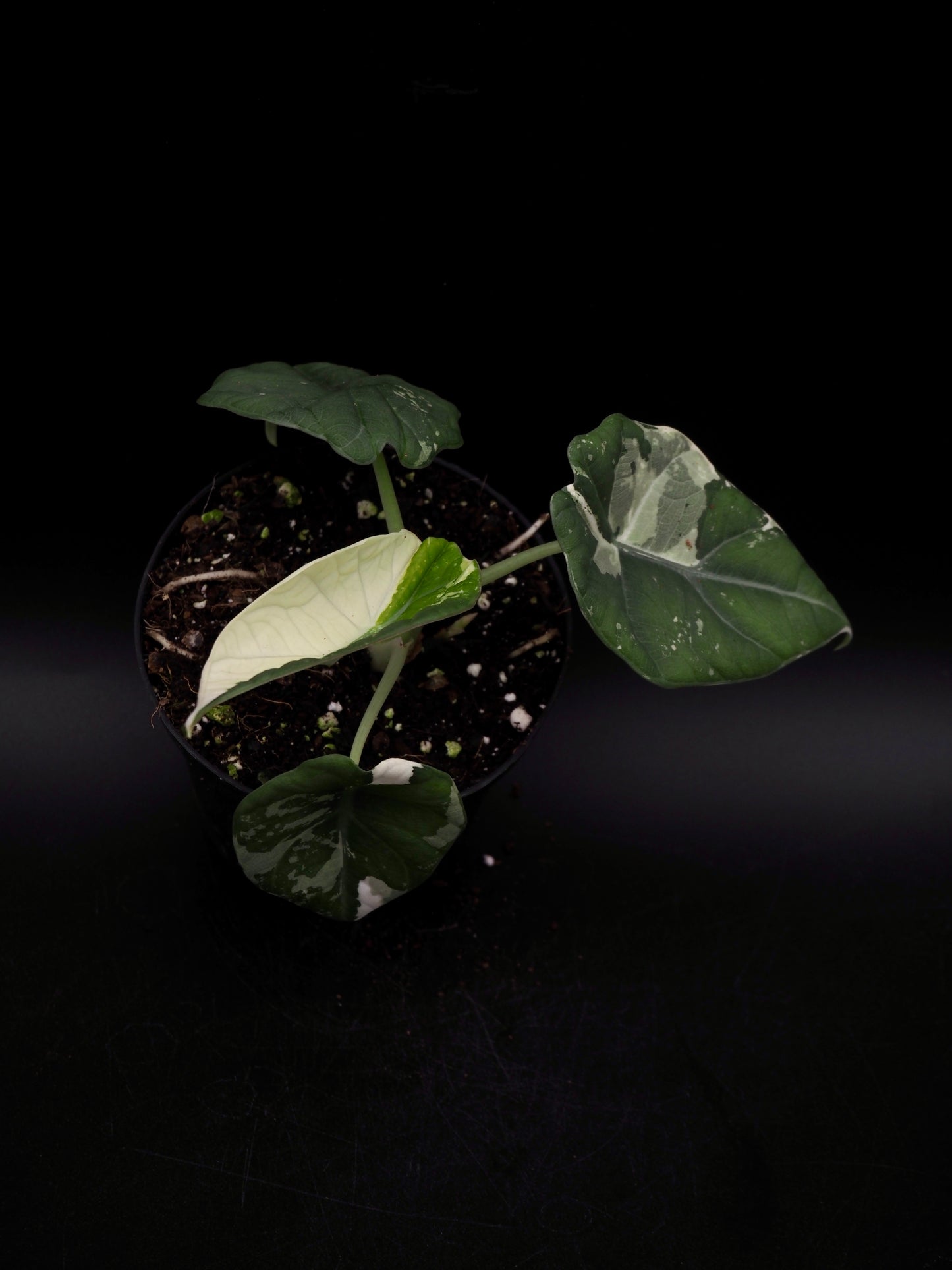 Alocasia Maharani Albo Variegata