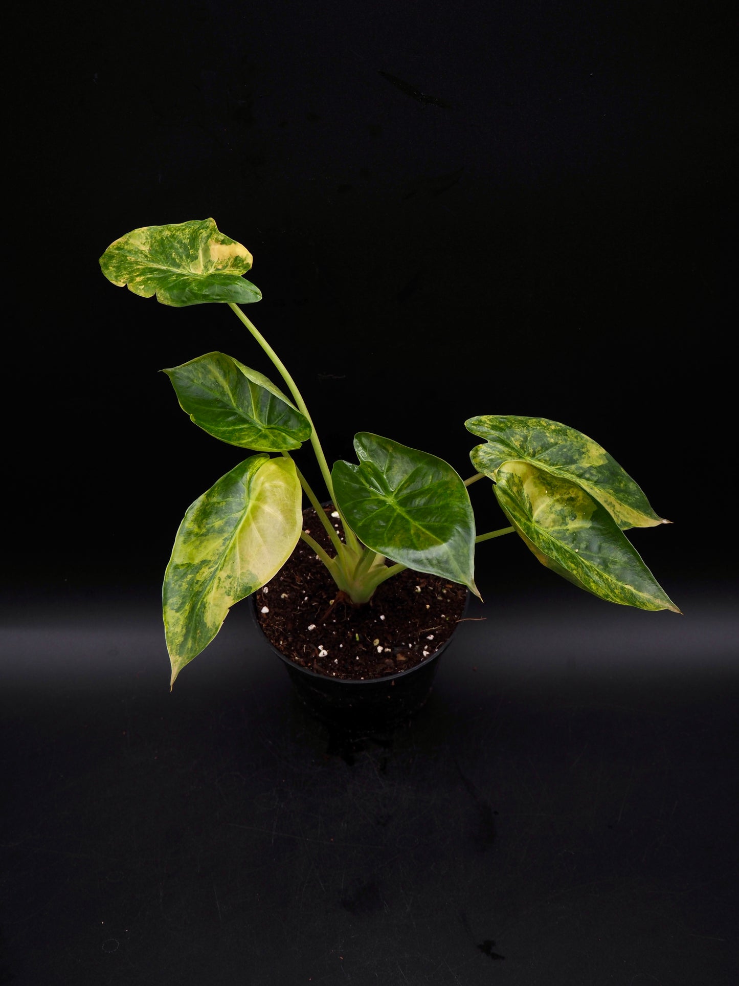 Alocasia Wentii Sunset Aurea