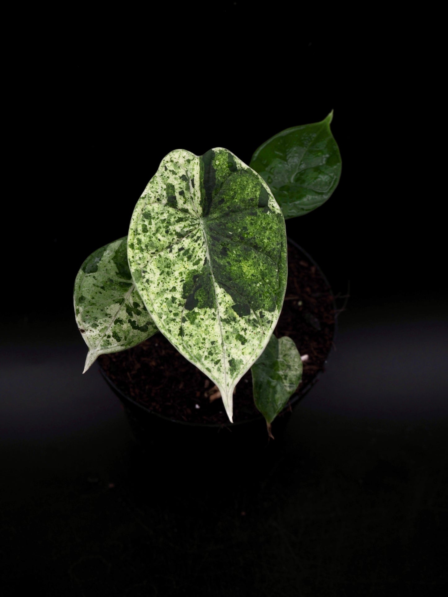 Alocasia Dragon Scale Mint Variegata