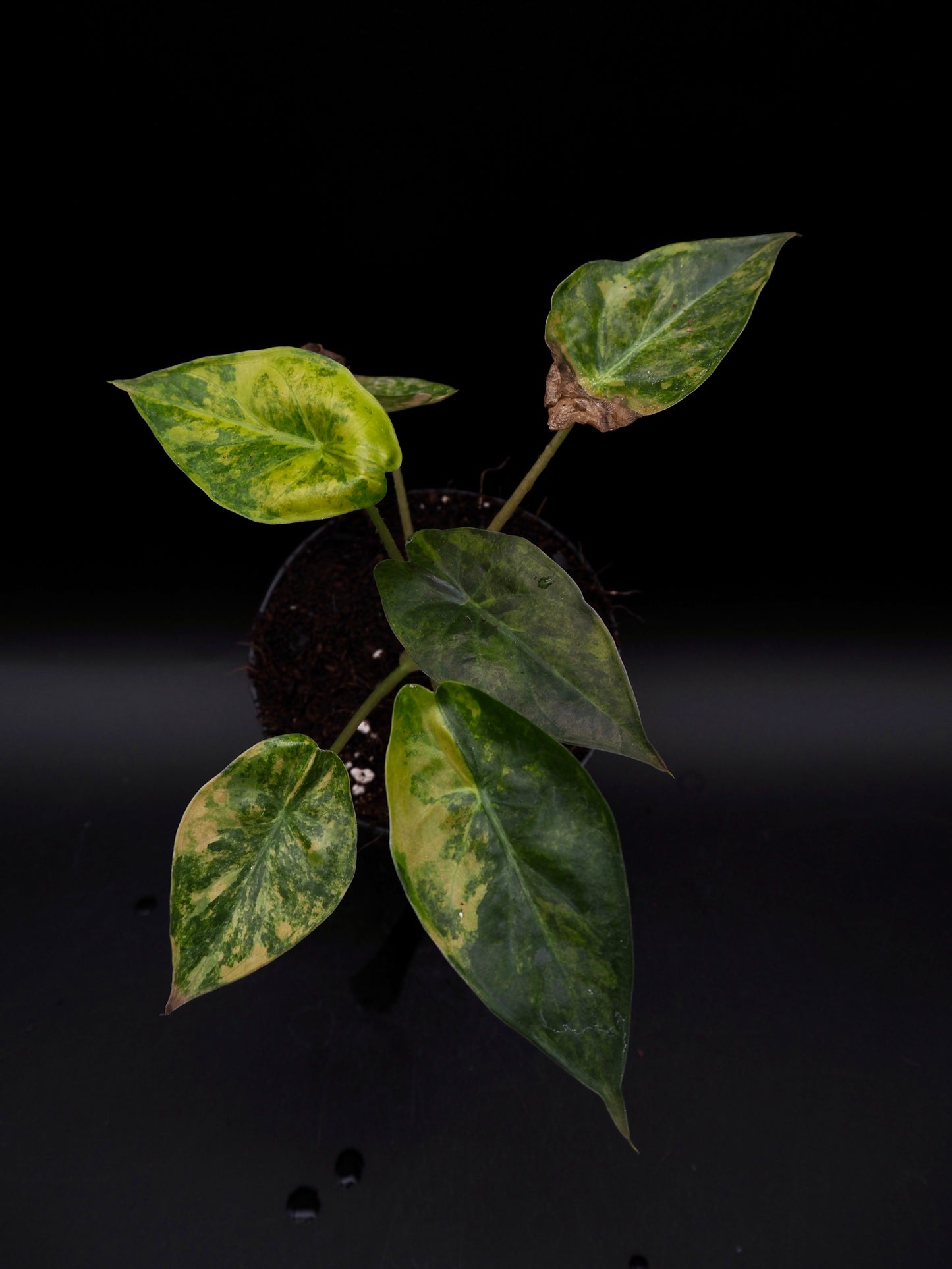 Alocasia Wentii Sunset Aurea