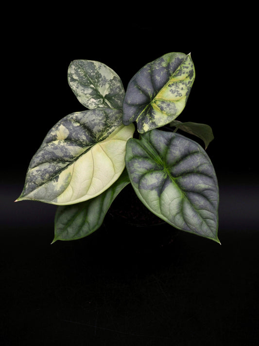 Alocasia Silver Dragon Aurea