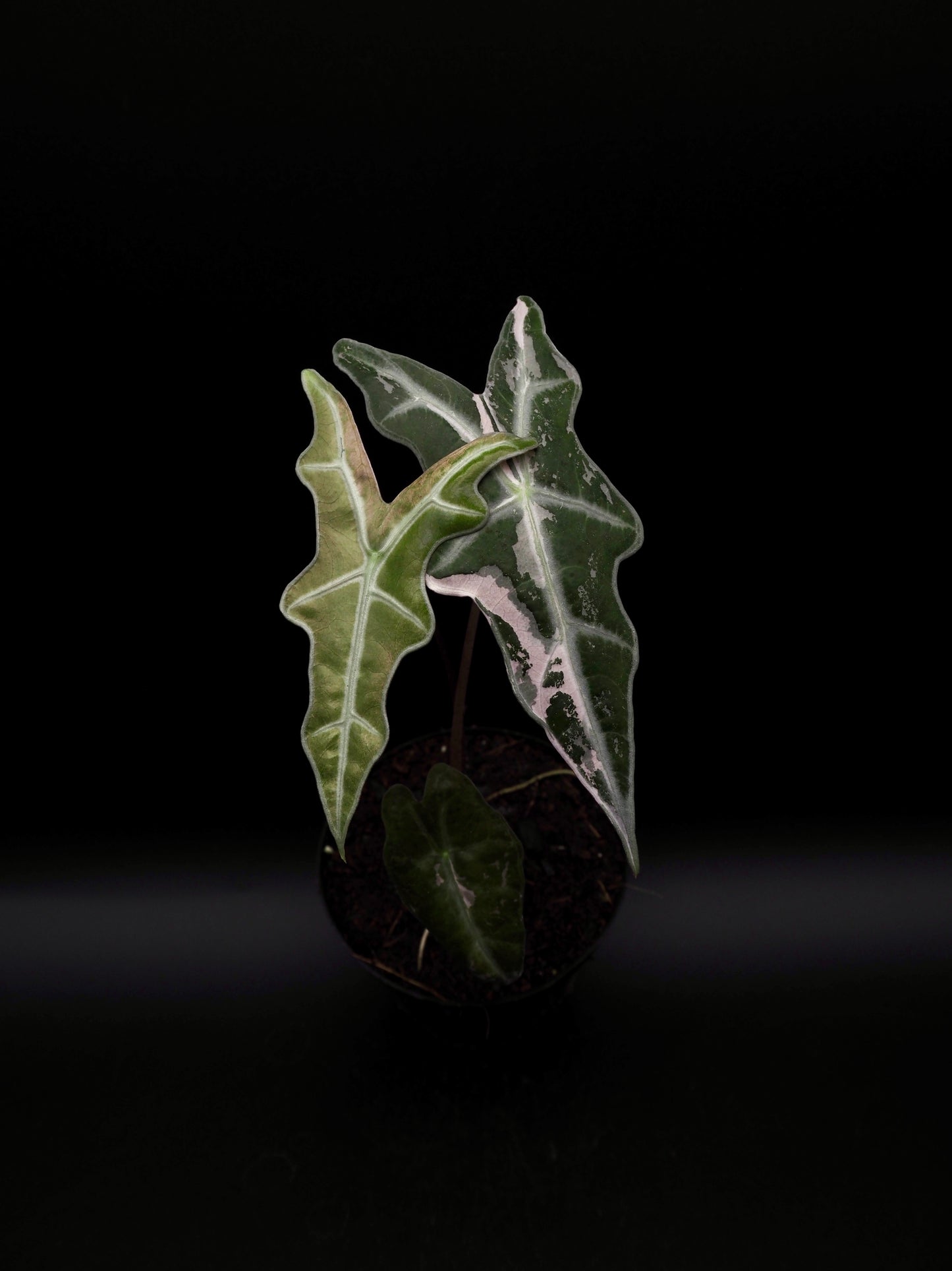 Alocasia Nobilis Pink