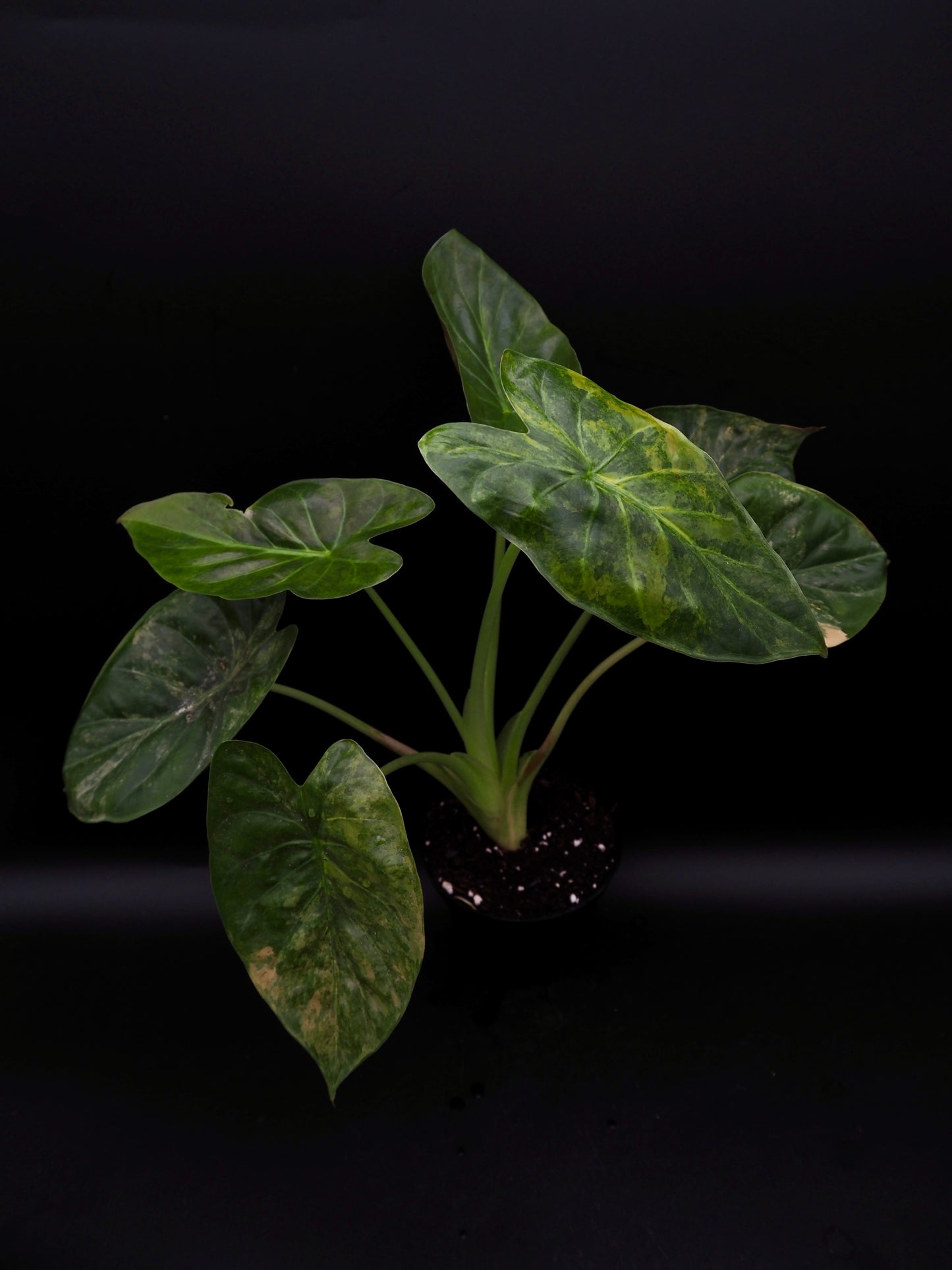 Alocasia Wentii Sunset Aurea