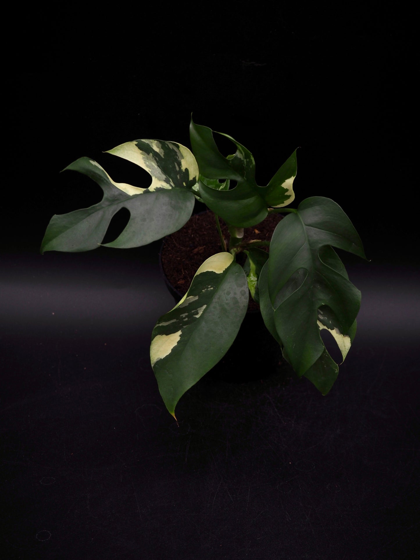 Rhaphidophora Tetrasperma Variegata