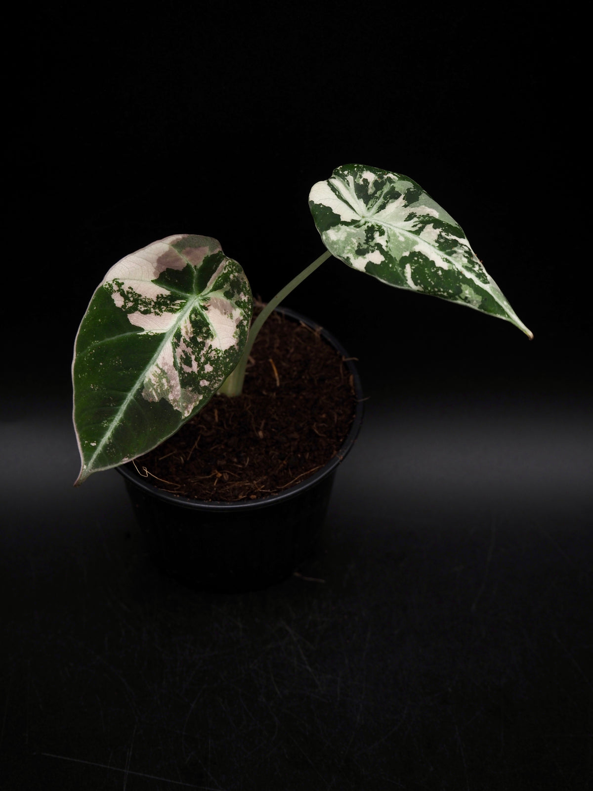 Alocasia Black Velvet Pink