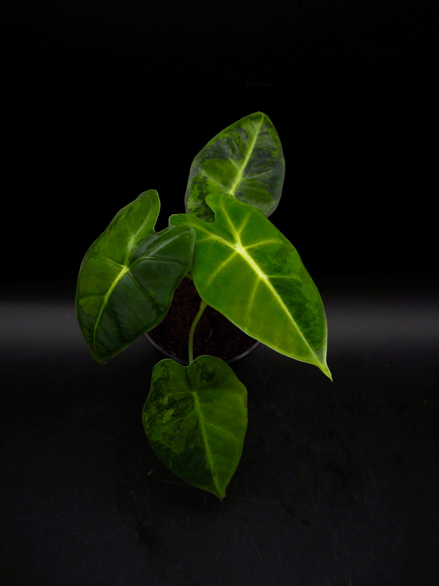 Alocasia Frydek gog