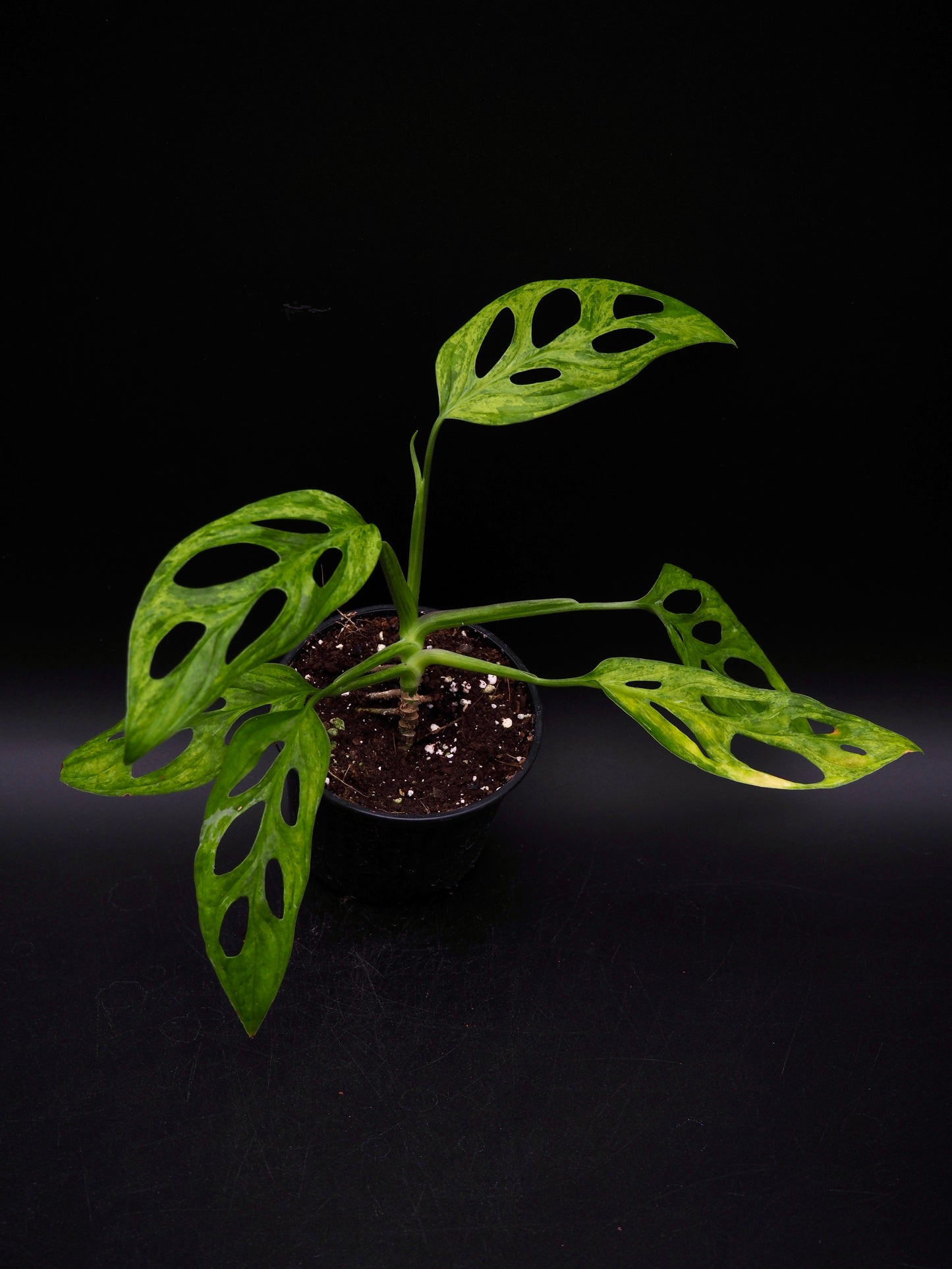 Monstera Adansonii Indonesian Marble