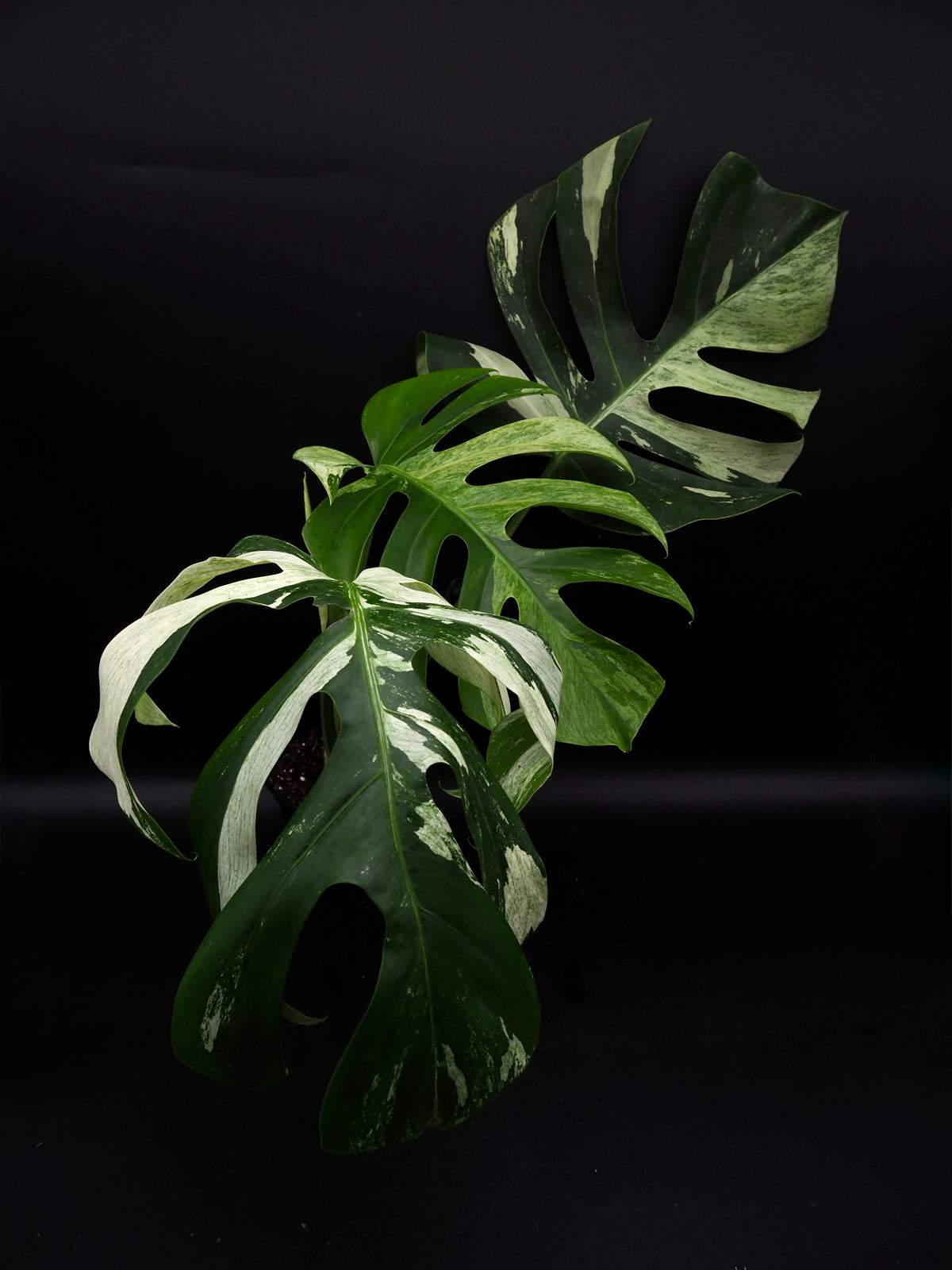 Monstera Deliciosa Jungle Mint