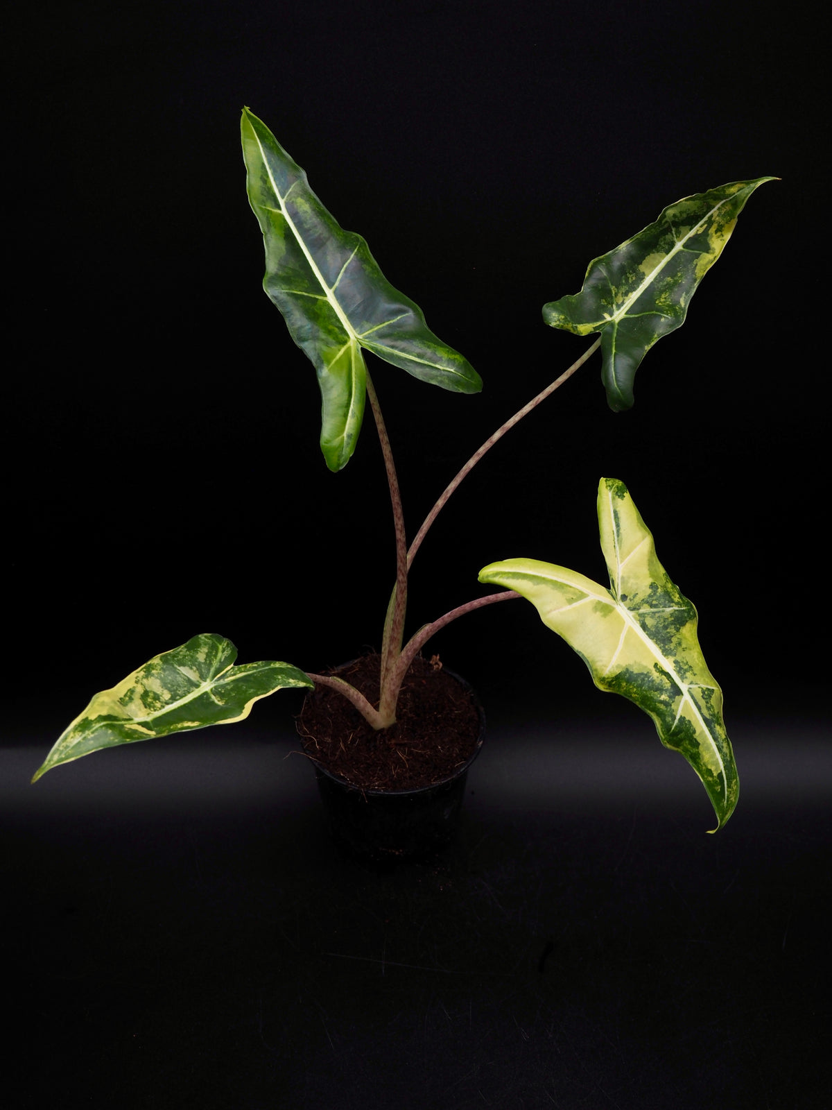 Alocasia Sarian Aurea