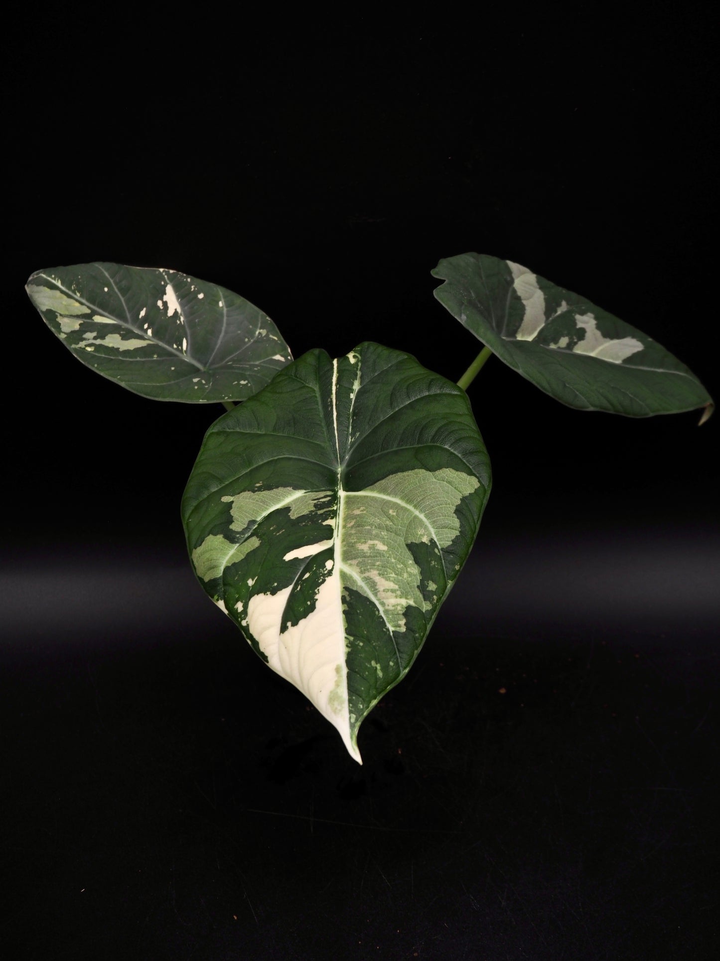 Alocasia Maharani Albo Variegata