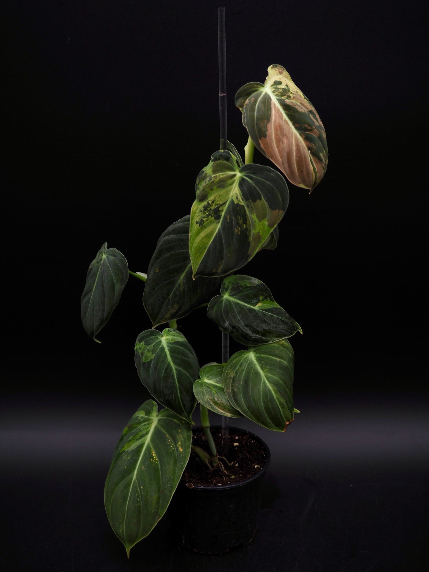 Philodendron Melanochrysum Variegata