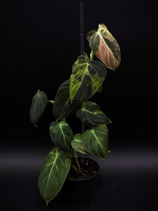 Philodendron Melanochrysum Variegata