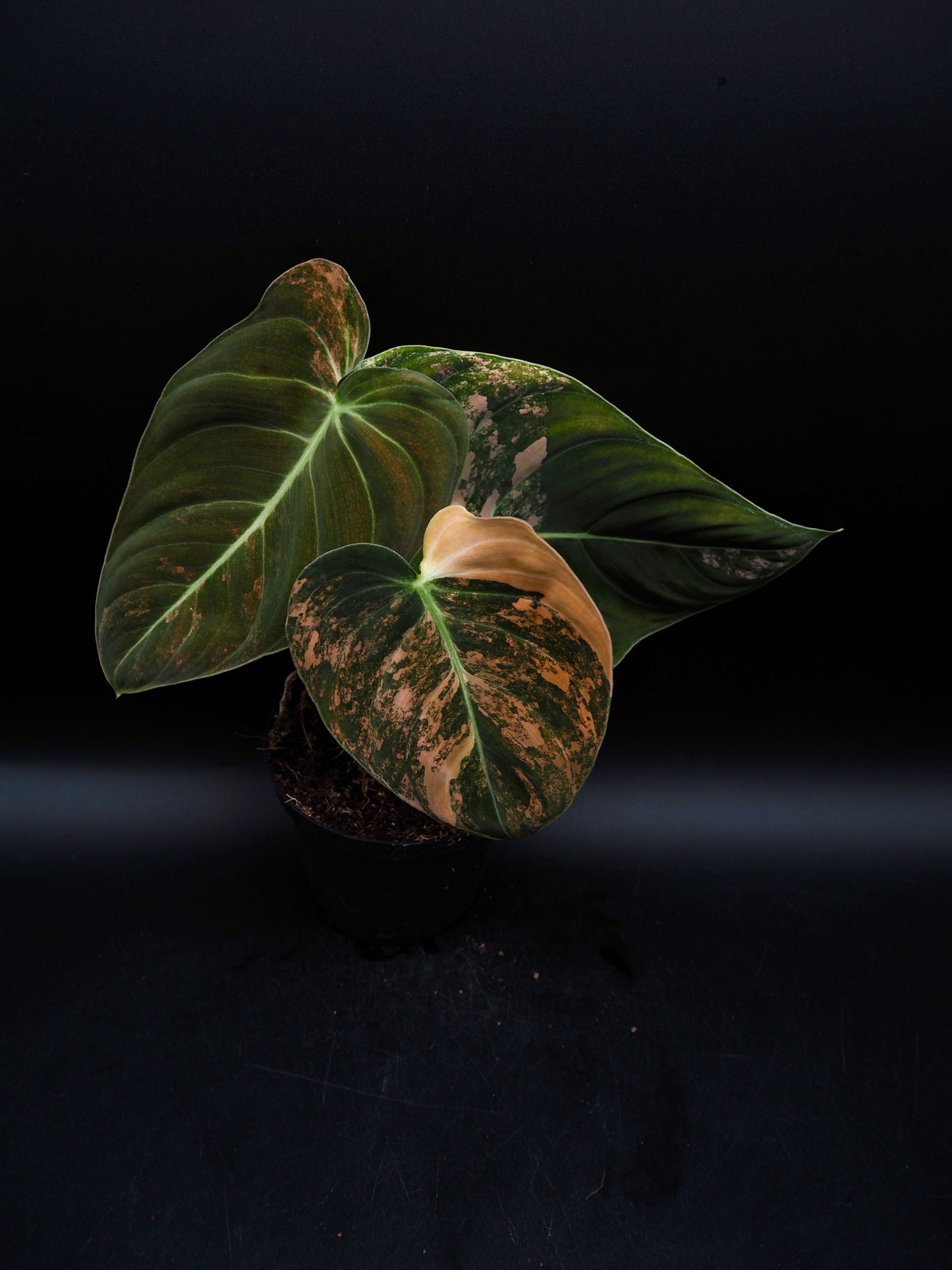 Philodendron Melanochrysum Bonfire