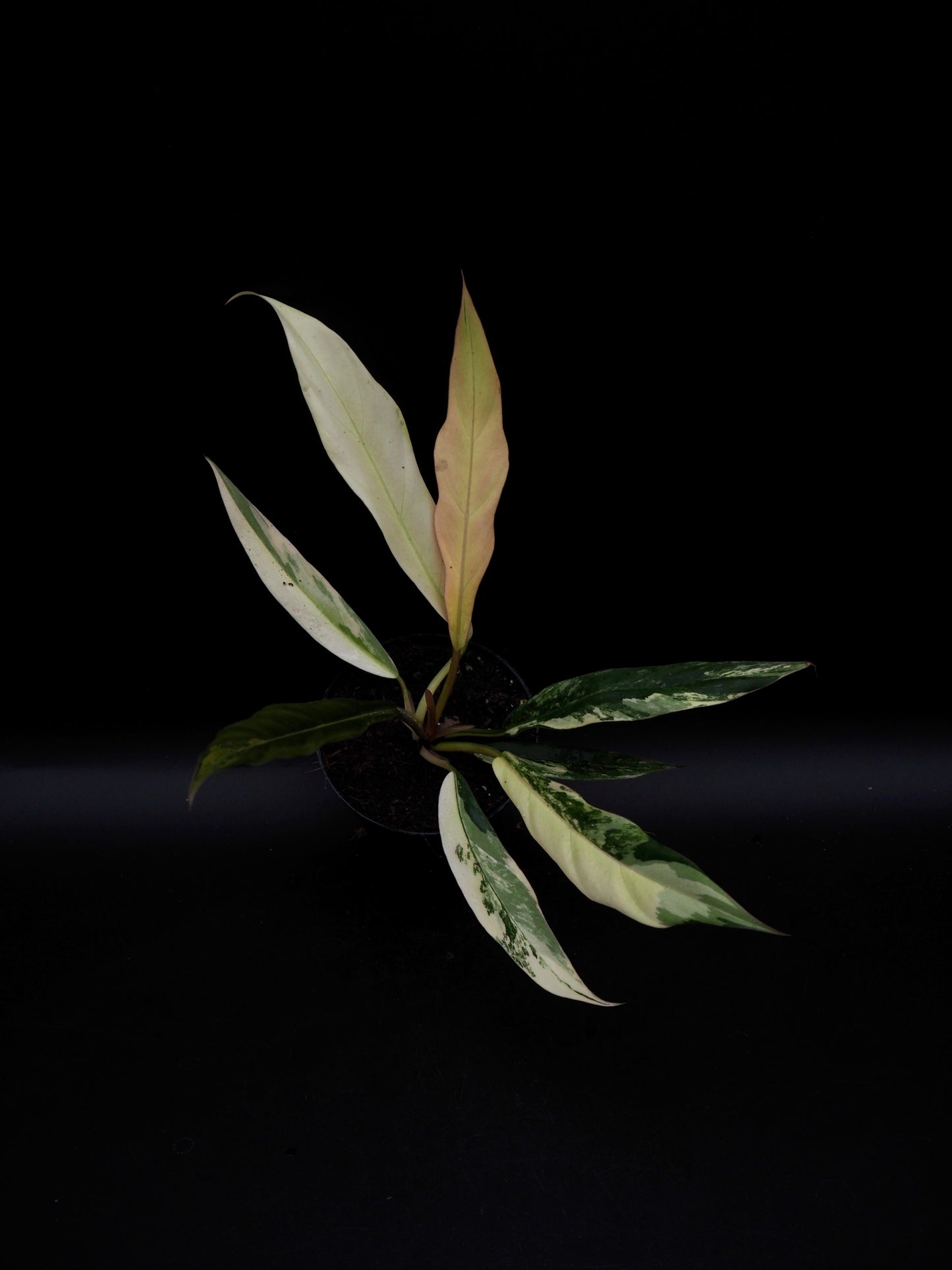 Philodendron Caramel Marble