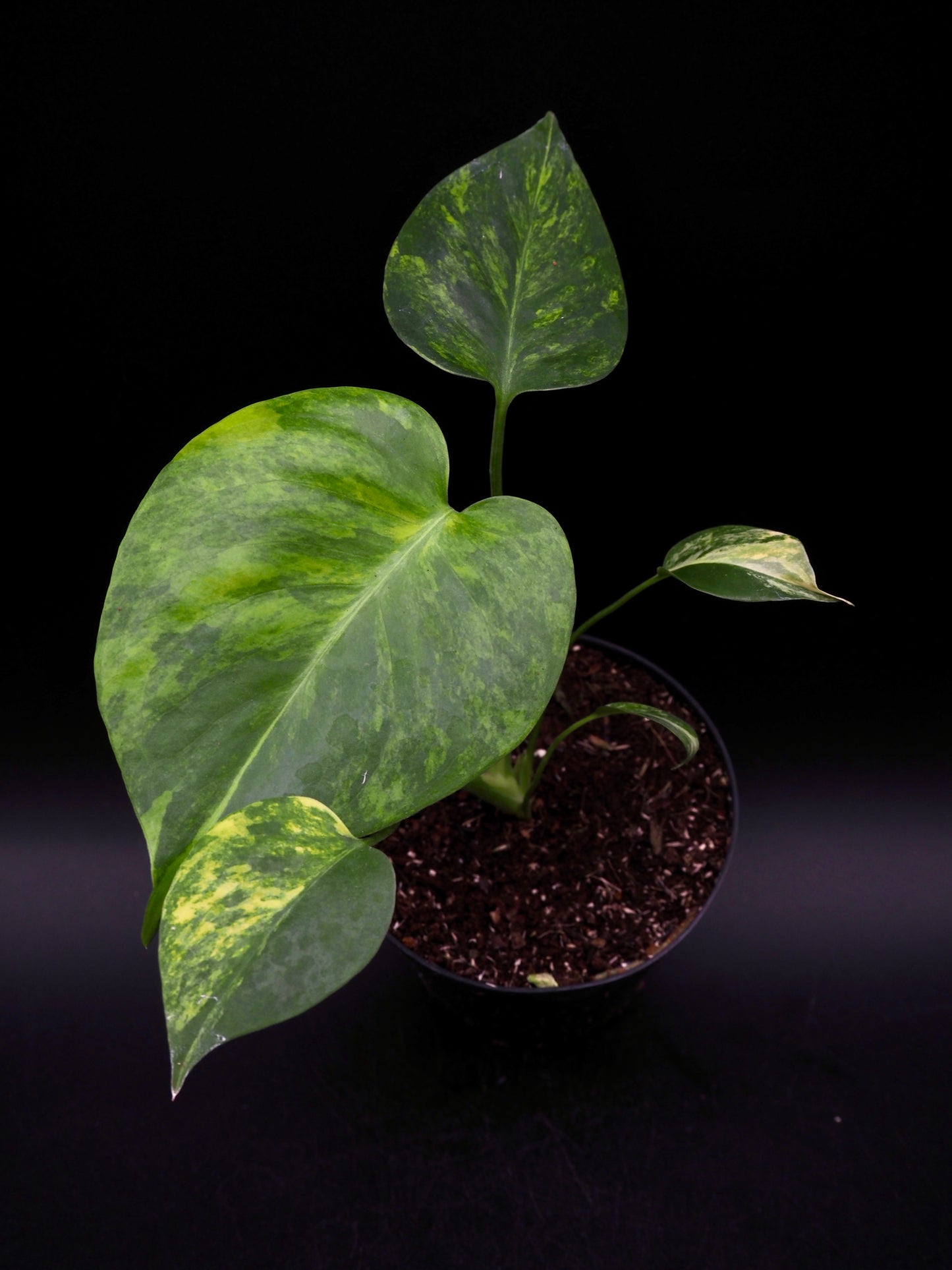 Monstera Yellow Marylin