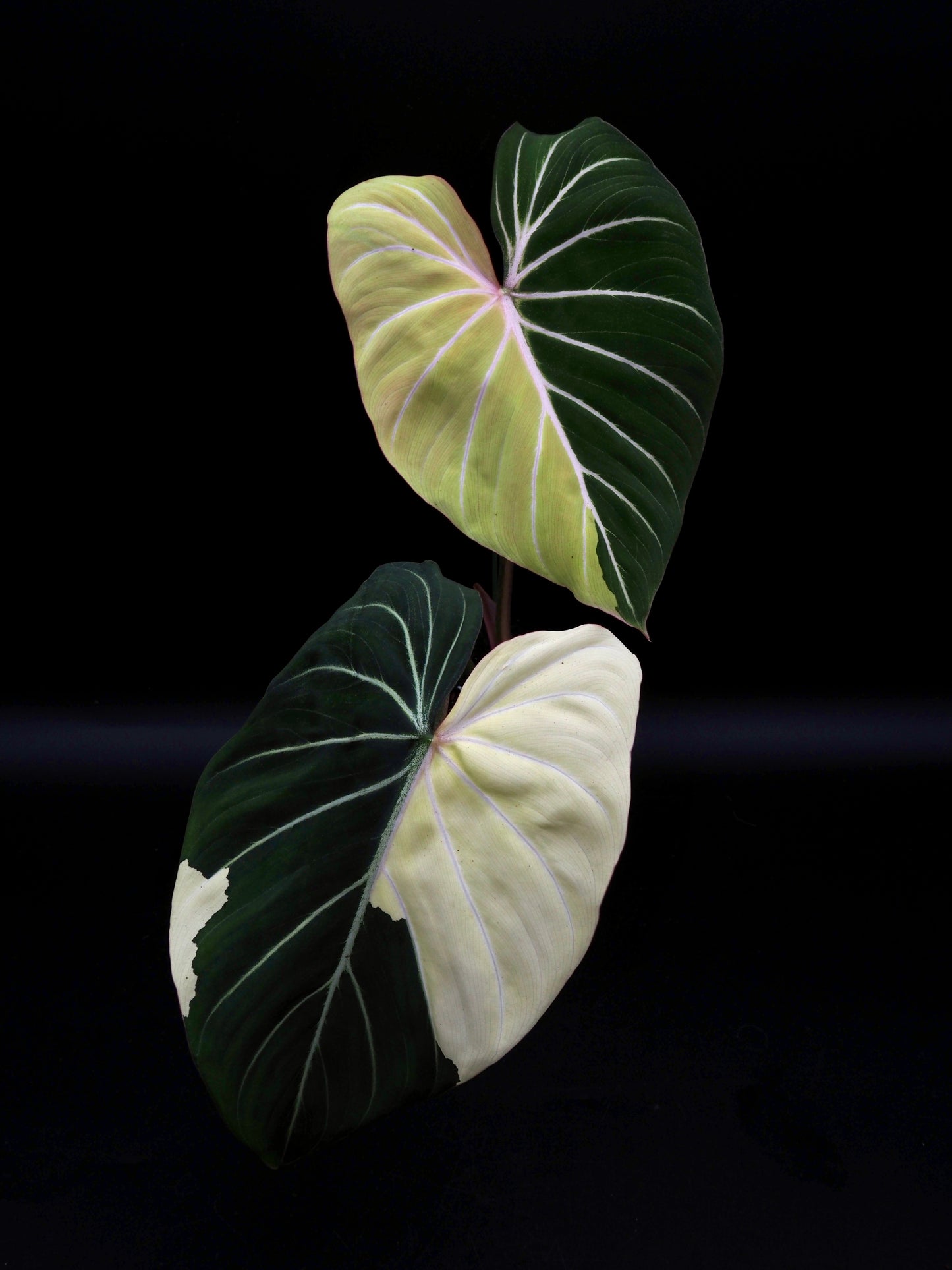 Philodendron Gloriosum Albo Variegata