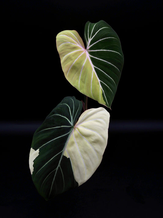 Philodendron Gloriosum Albo Variegata
