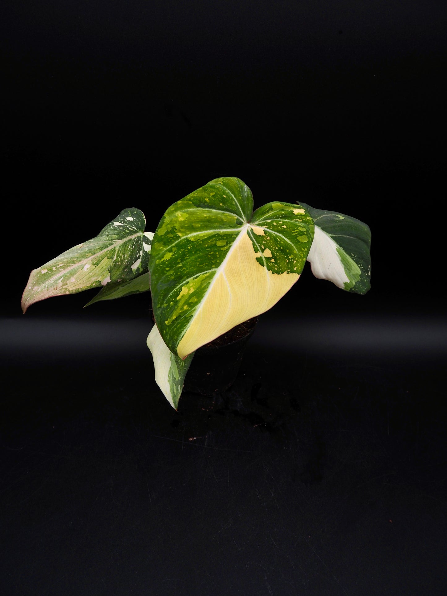Philodendron Gloriosum Tricolor