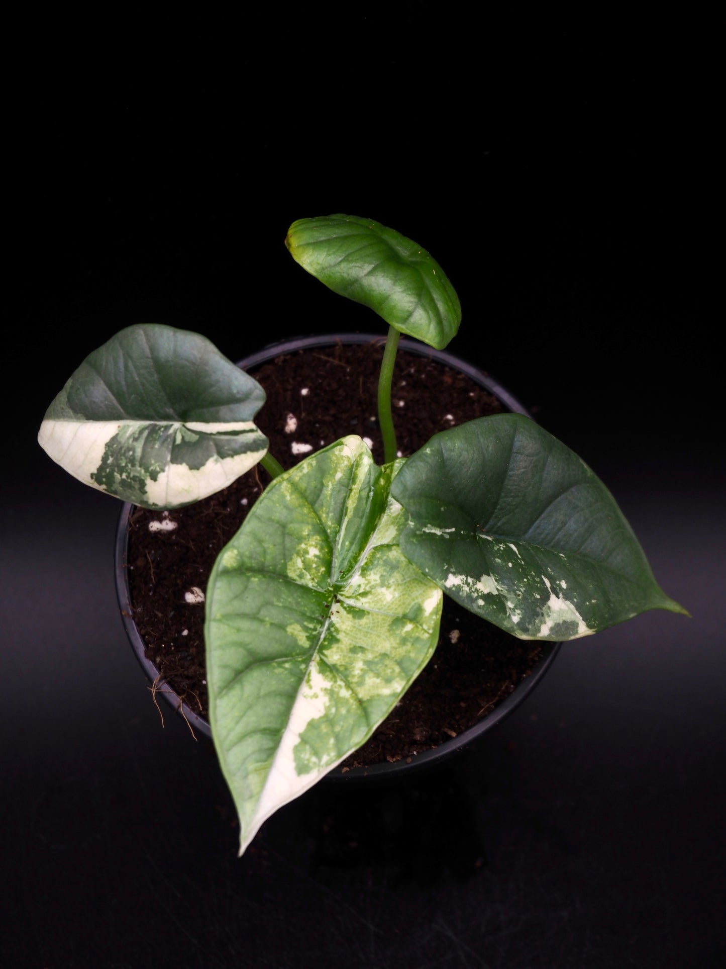Alocasia Platinum Albo