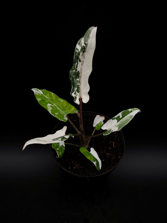 Alocasia Lauterbachiana Albo Variegata