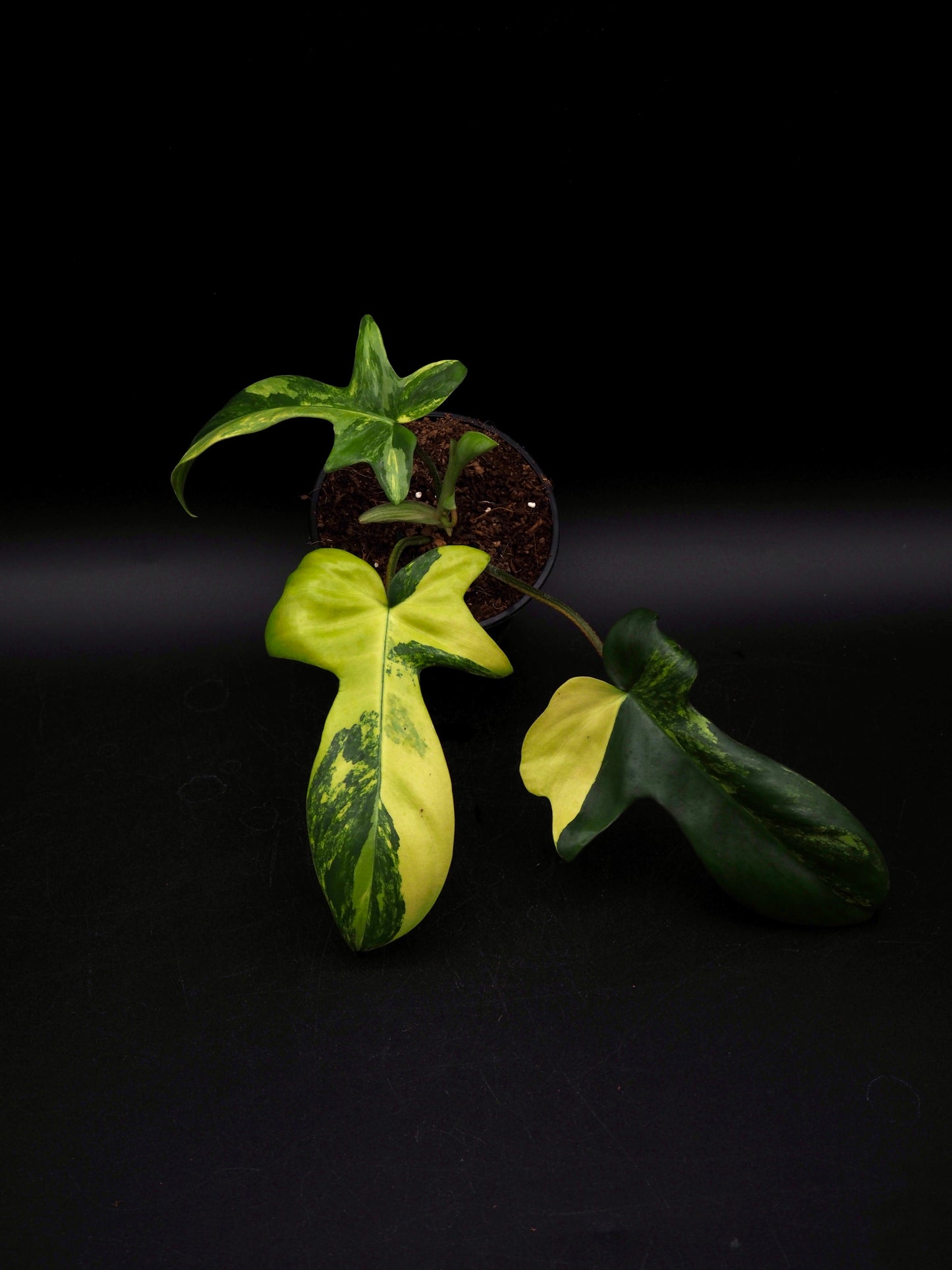 Philodendron Florida Beauty