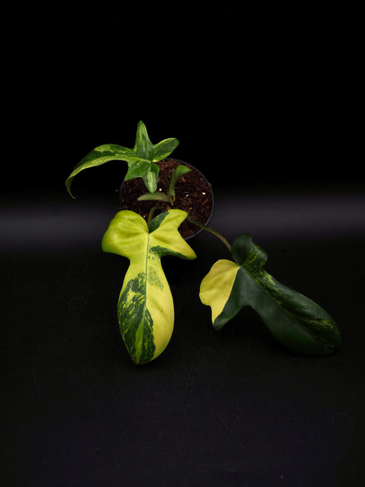 Philodendron Florida Beauty